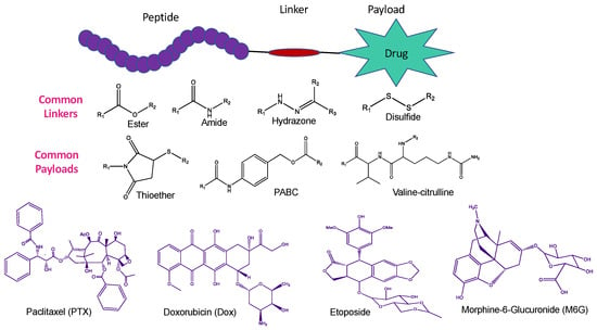 Pharmaceutics | Free Full-Text | Cell-Penetrating And Targeted Peptides ...