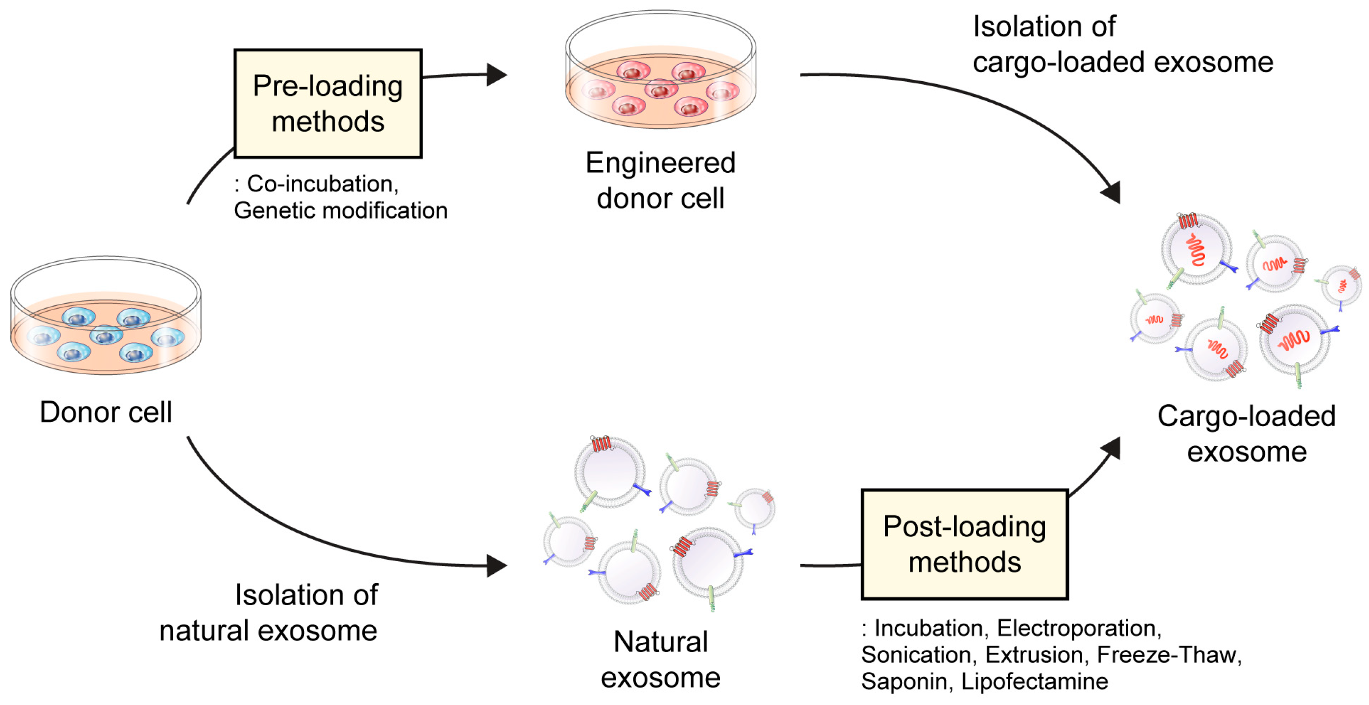 Pharmaceutics 15 02042 g002 Pharmaceutics 15 02042 g002