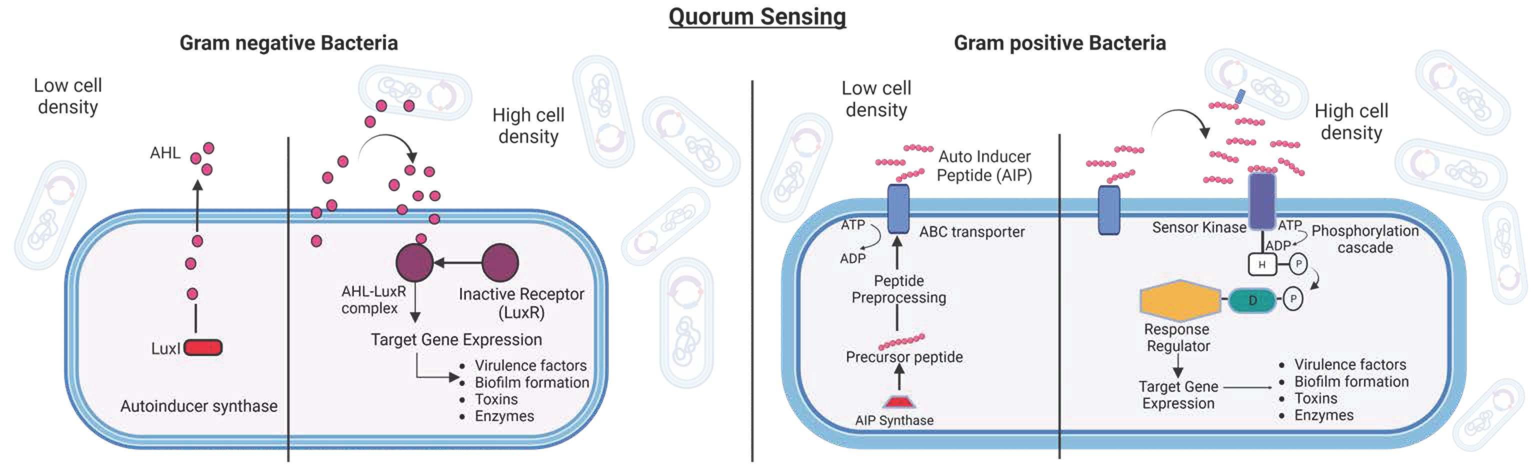 https://www.mdpi.com/pharmaceutics/pharmaceutics-15-02106/article_deploy/html/images/pharmaceutics-15-02106-g002.png