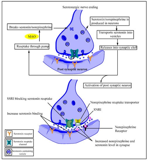 Pharmaceutics | Free Full-Text | Imidazoles as Serotonin Receptor ...