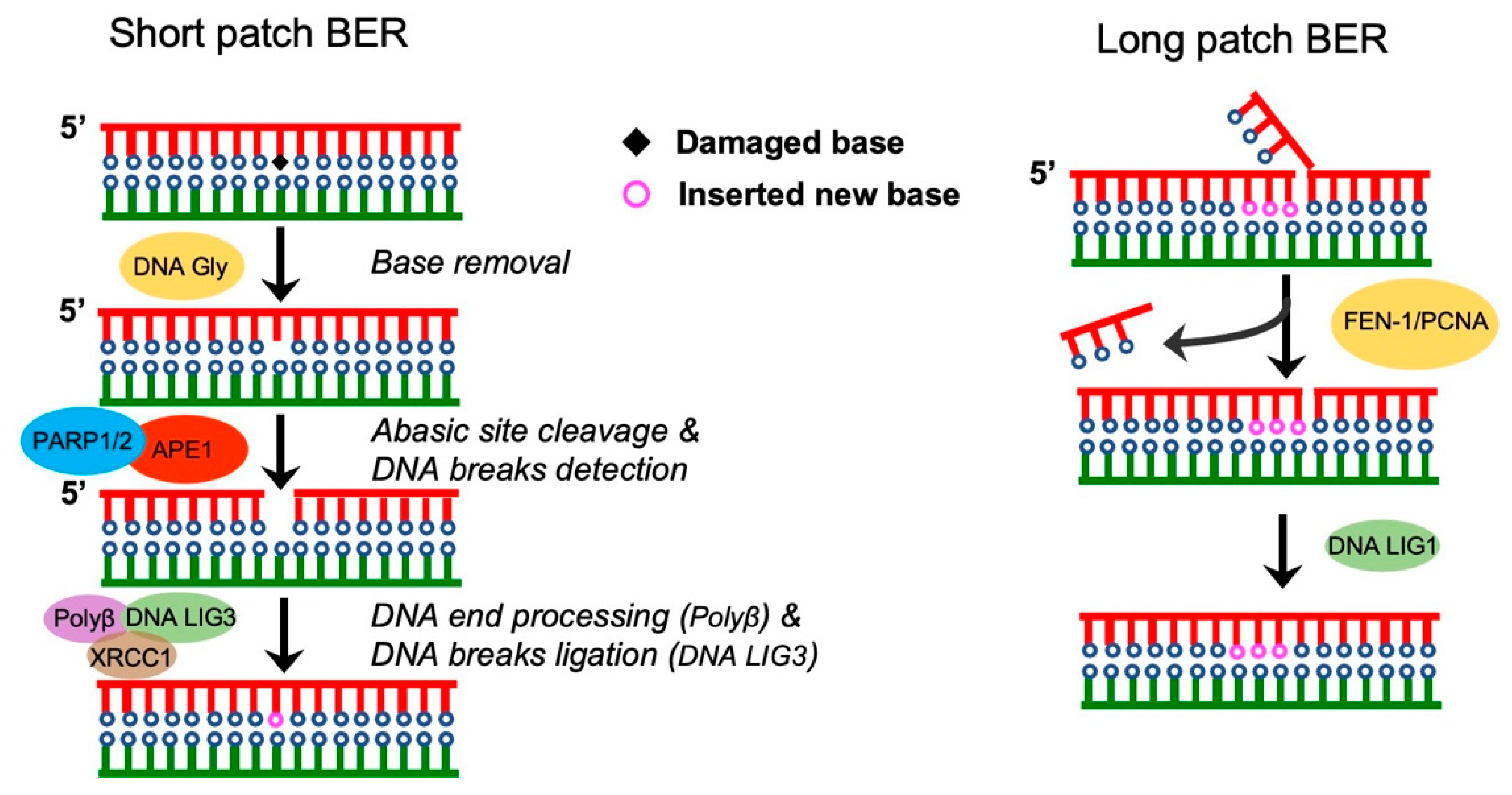 Pharmaceutics 15 02241 g001