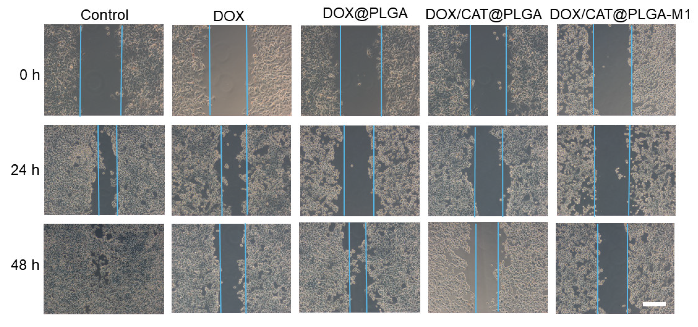 Pharmaceutics 15 02243 g006