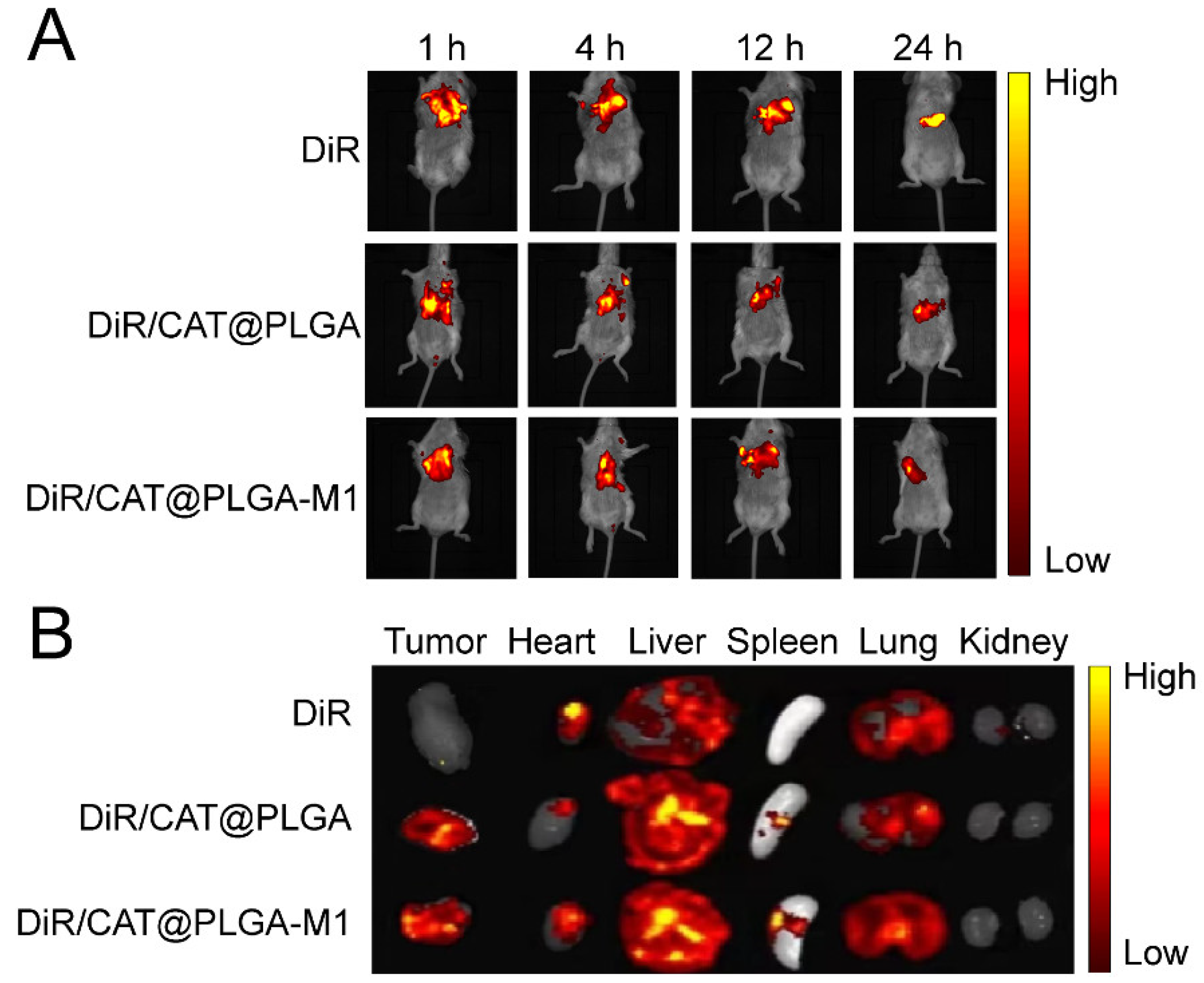 Pharmaceutics 15 02243 g007