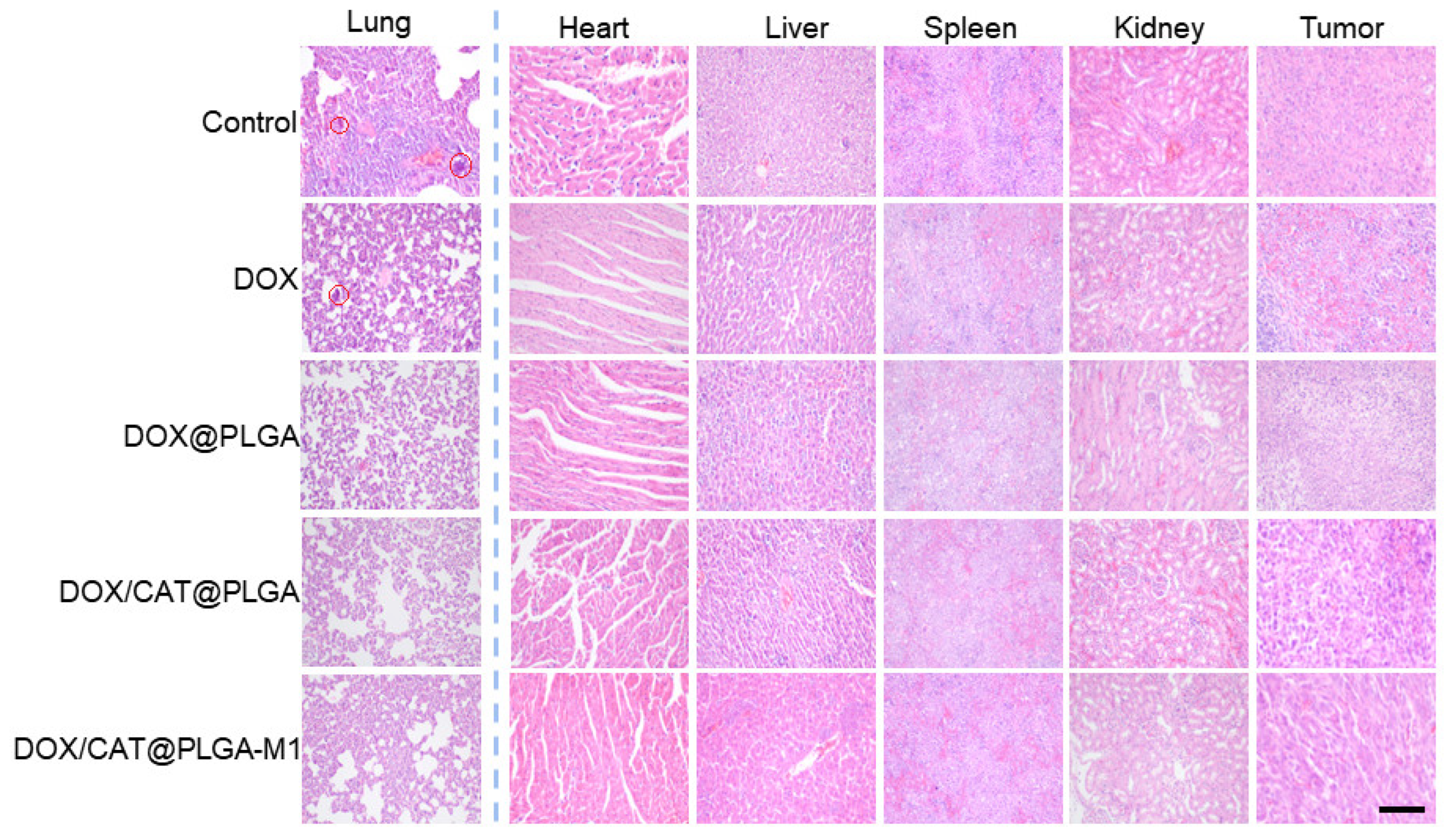 Pharmaceutics 15 02243 g009