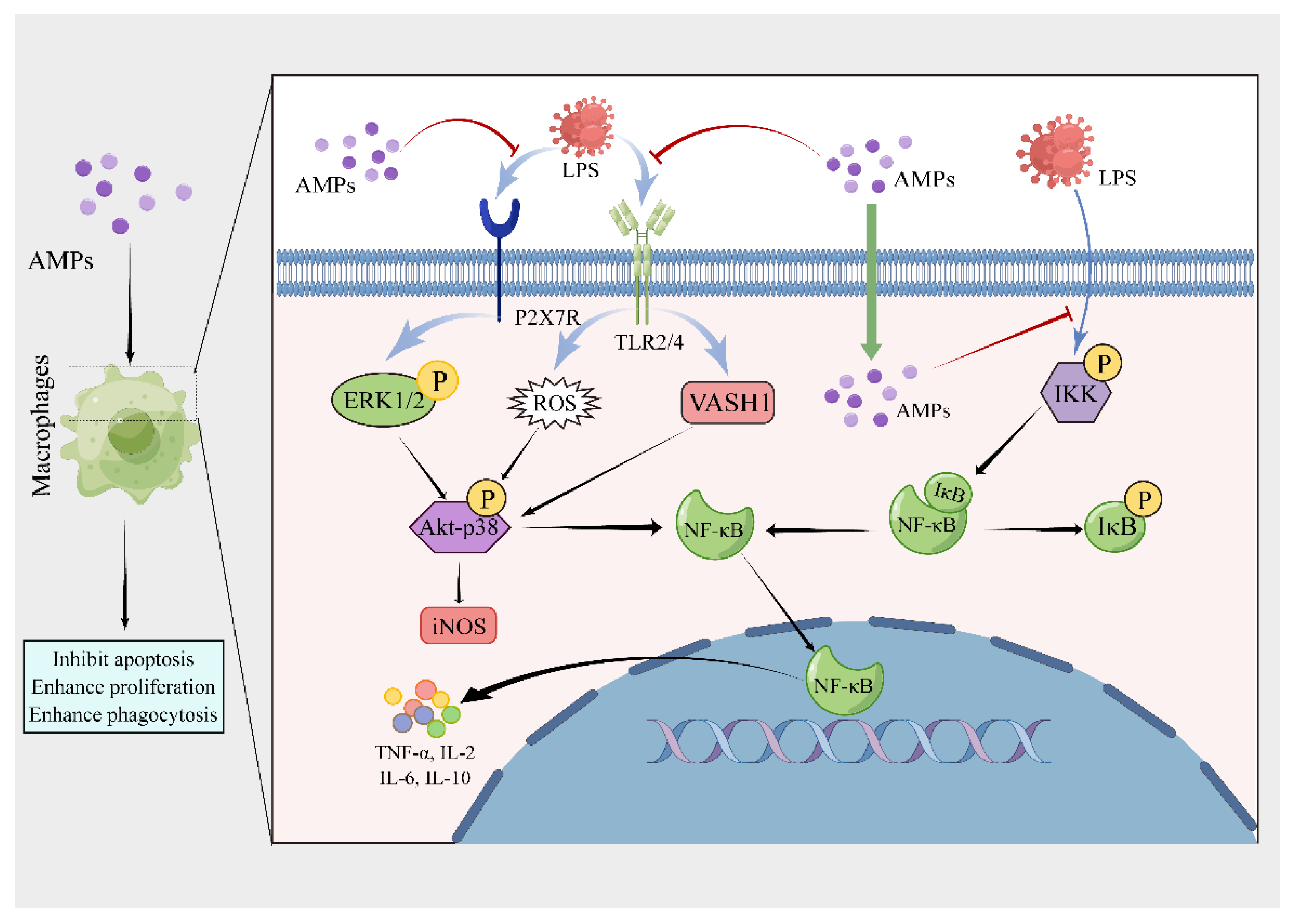 A) Bj protein-dependent TNF-α release. RAW 264.7 cells, in a 24-well