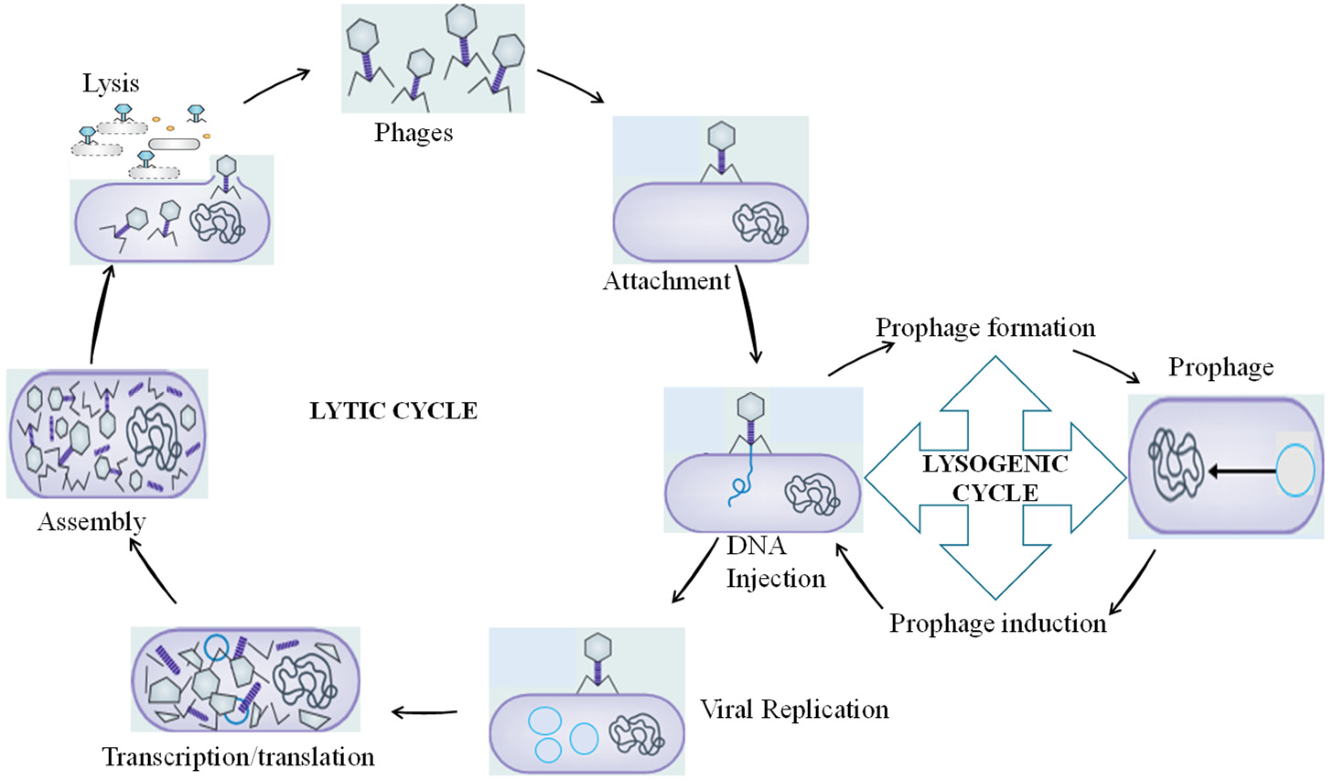 Pharmaceutics 15 02416 g002 Pharmaceutics 15 02416 g002