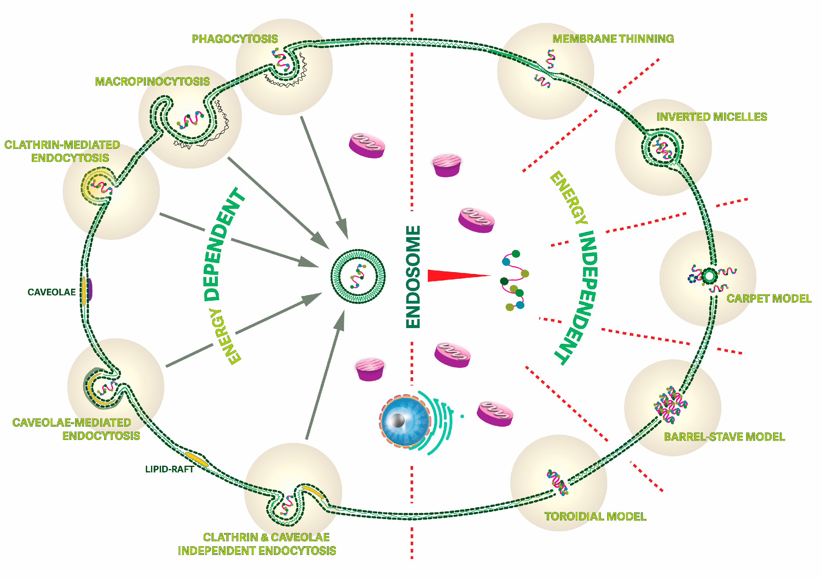 Pharmaceutics 15 02451 g004
