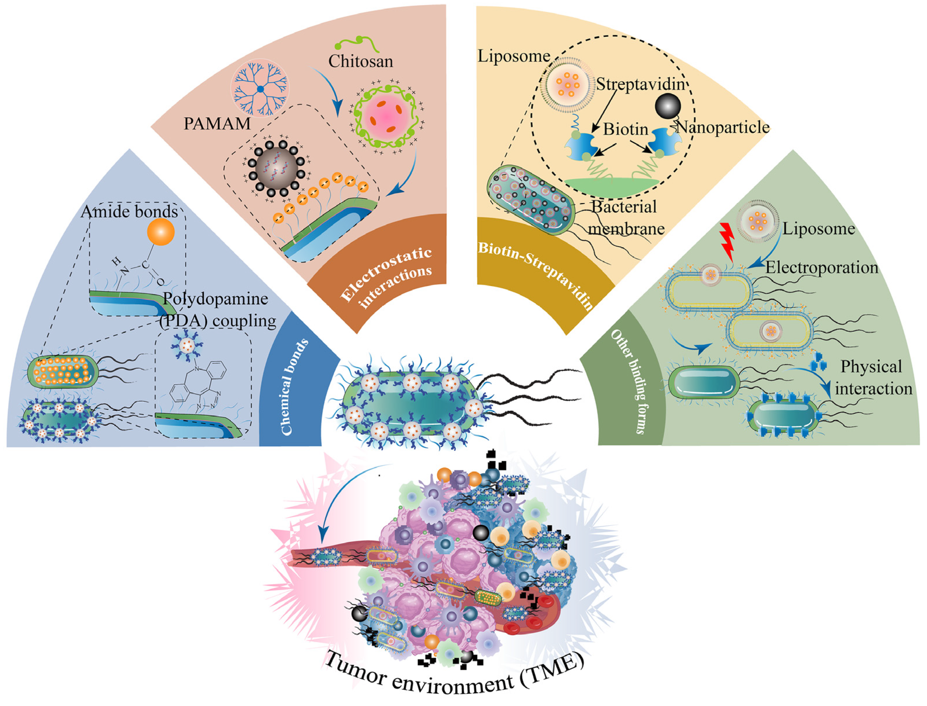 Pharmaceutics 15 02490 g007