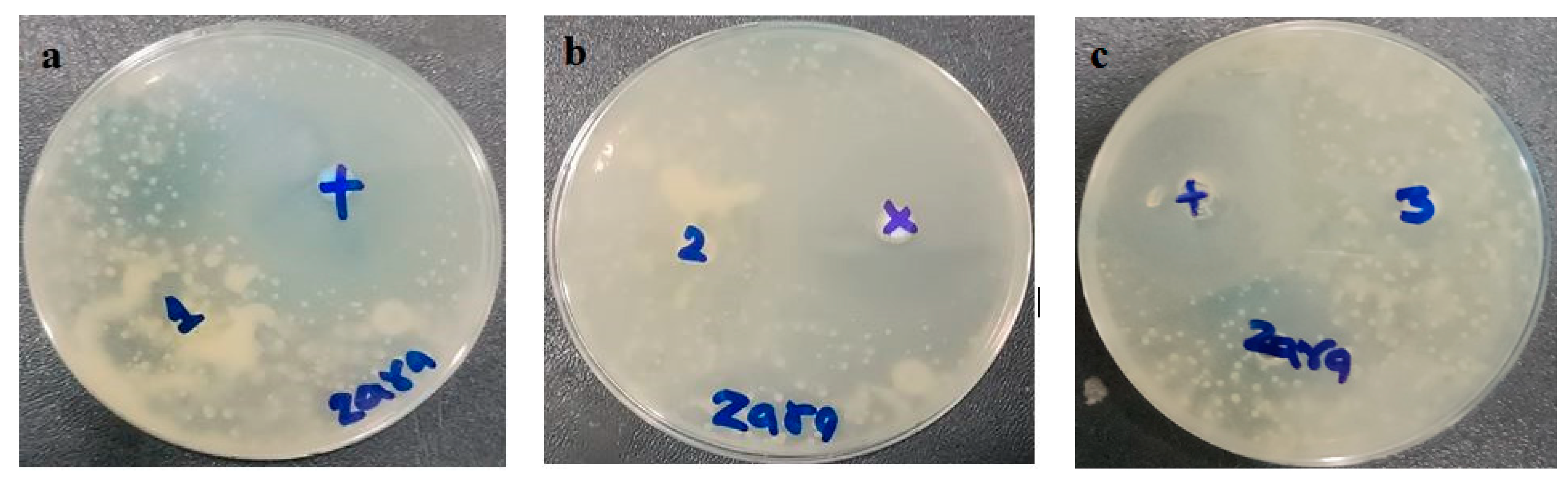 Pharmaceutics 15 02537 g010
