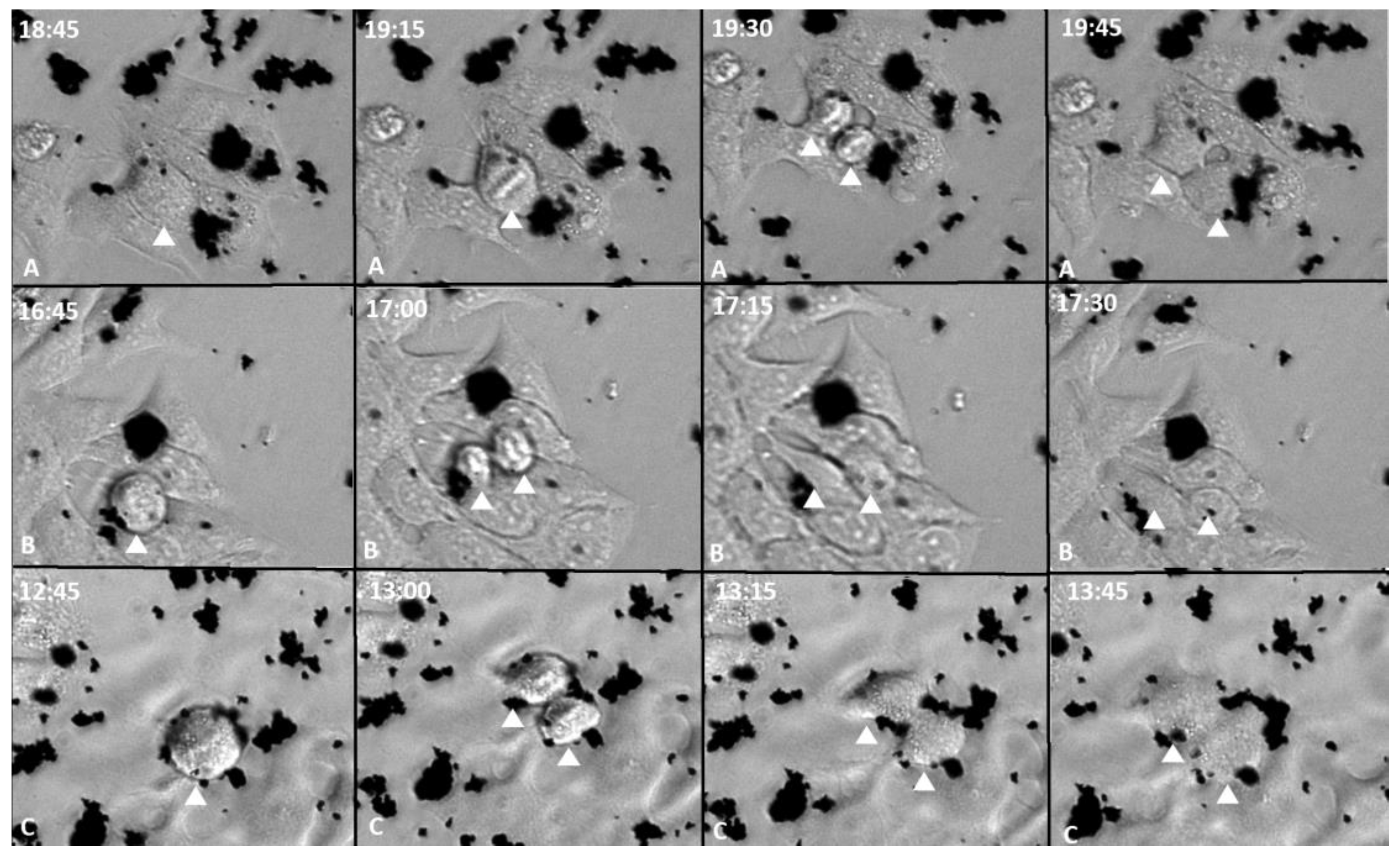 Pharmaceutics 15 02655 g004