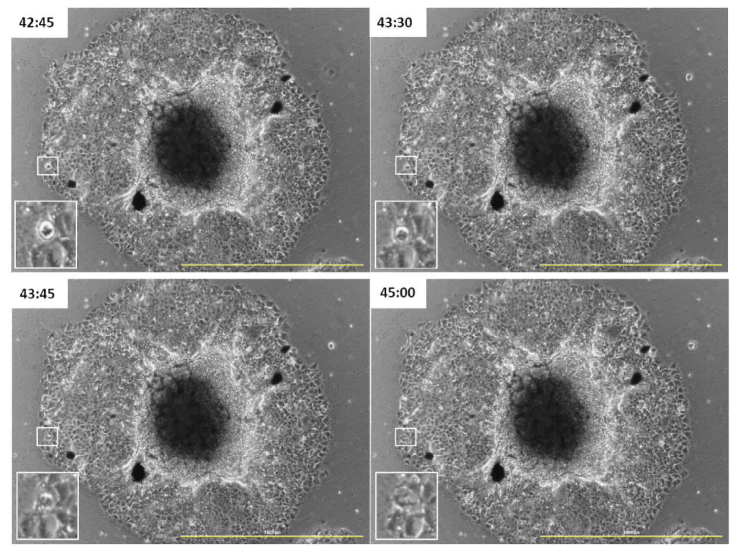 Pharmaceutics 15 02655 g006