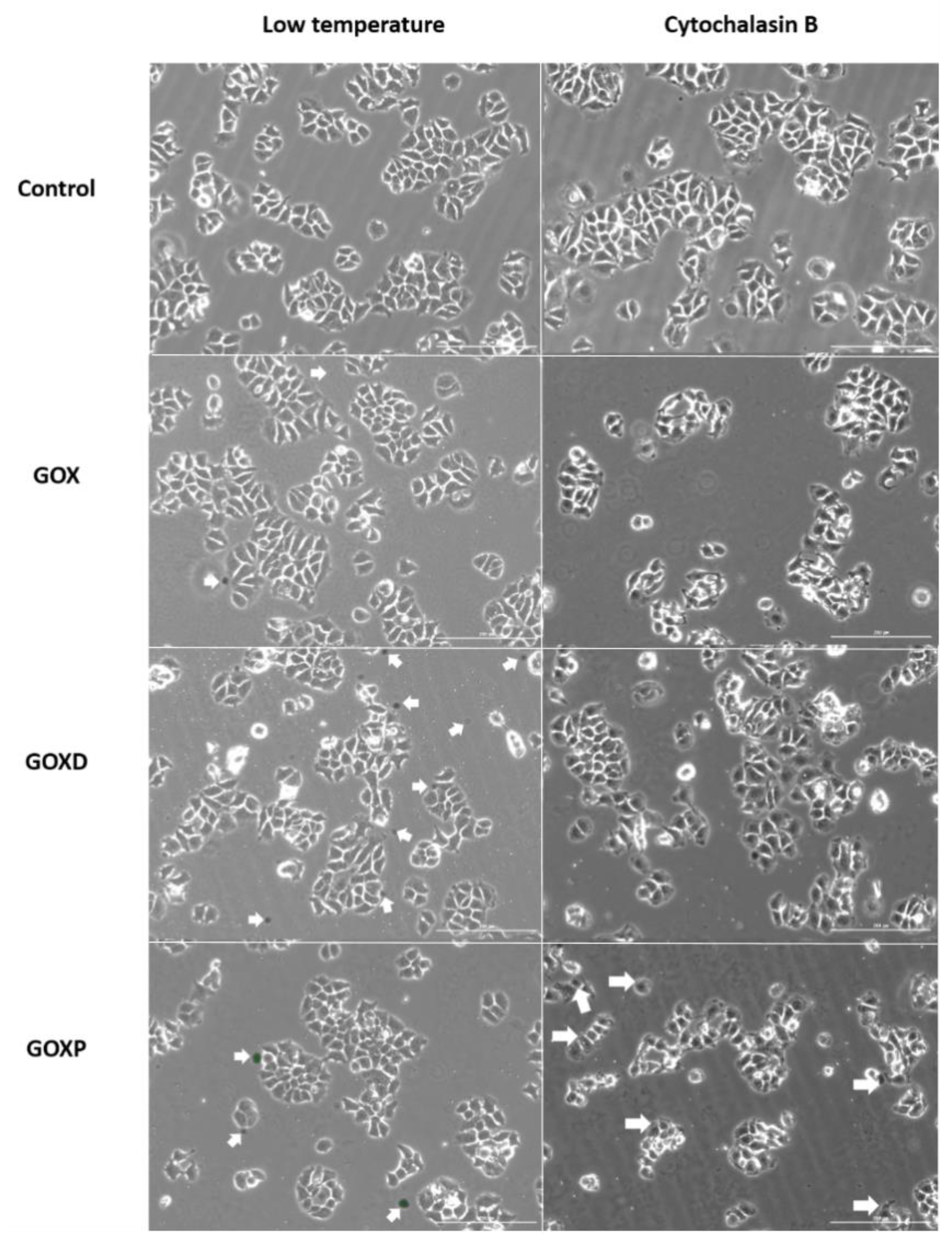 Pharmaceutics 15 02655 g007