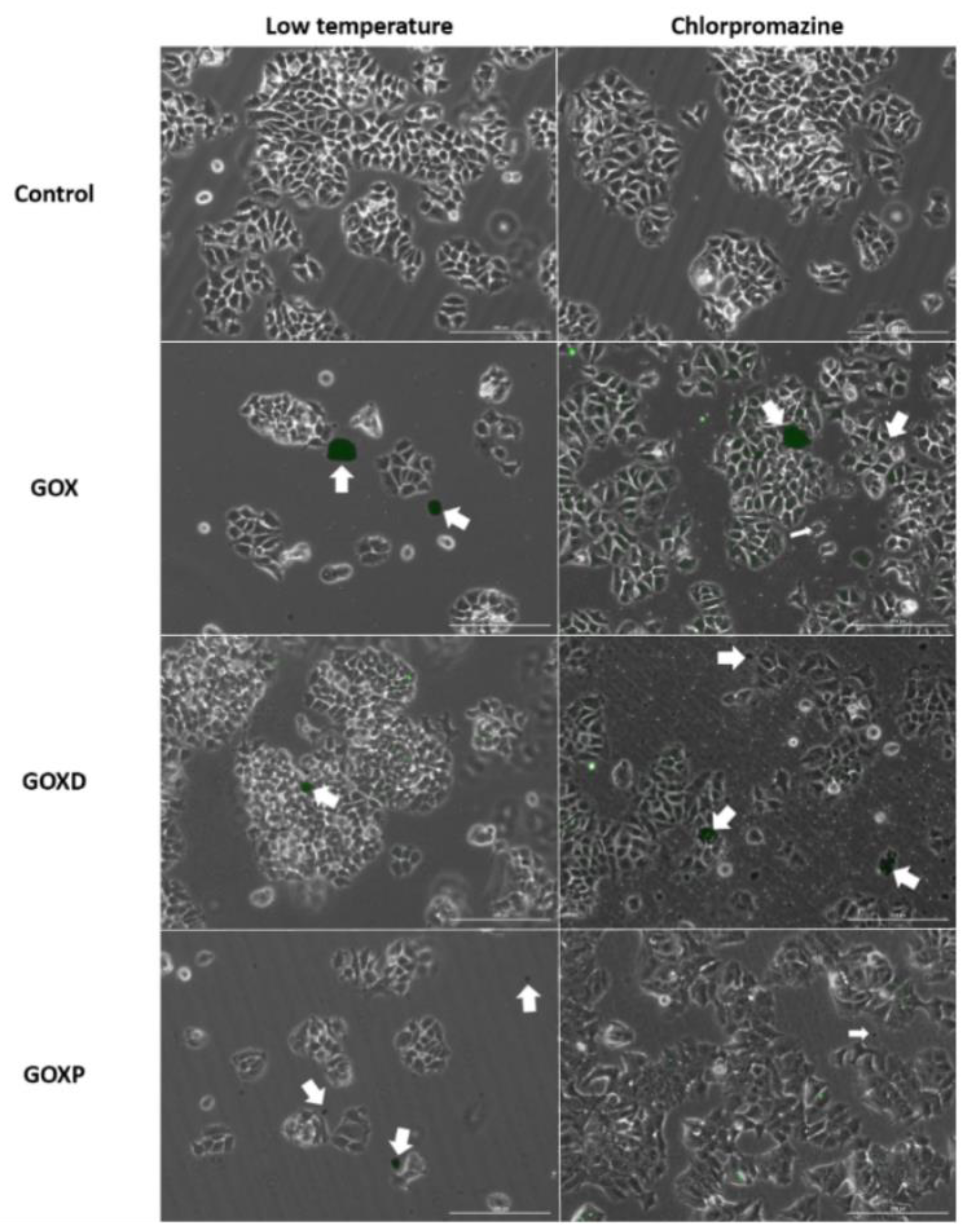 Pharmaceutics 15 02655 g008