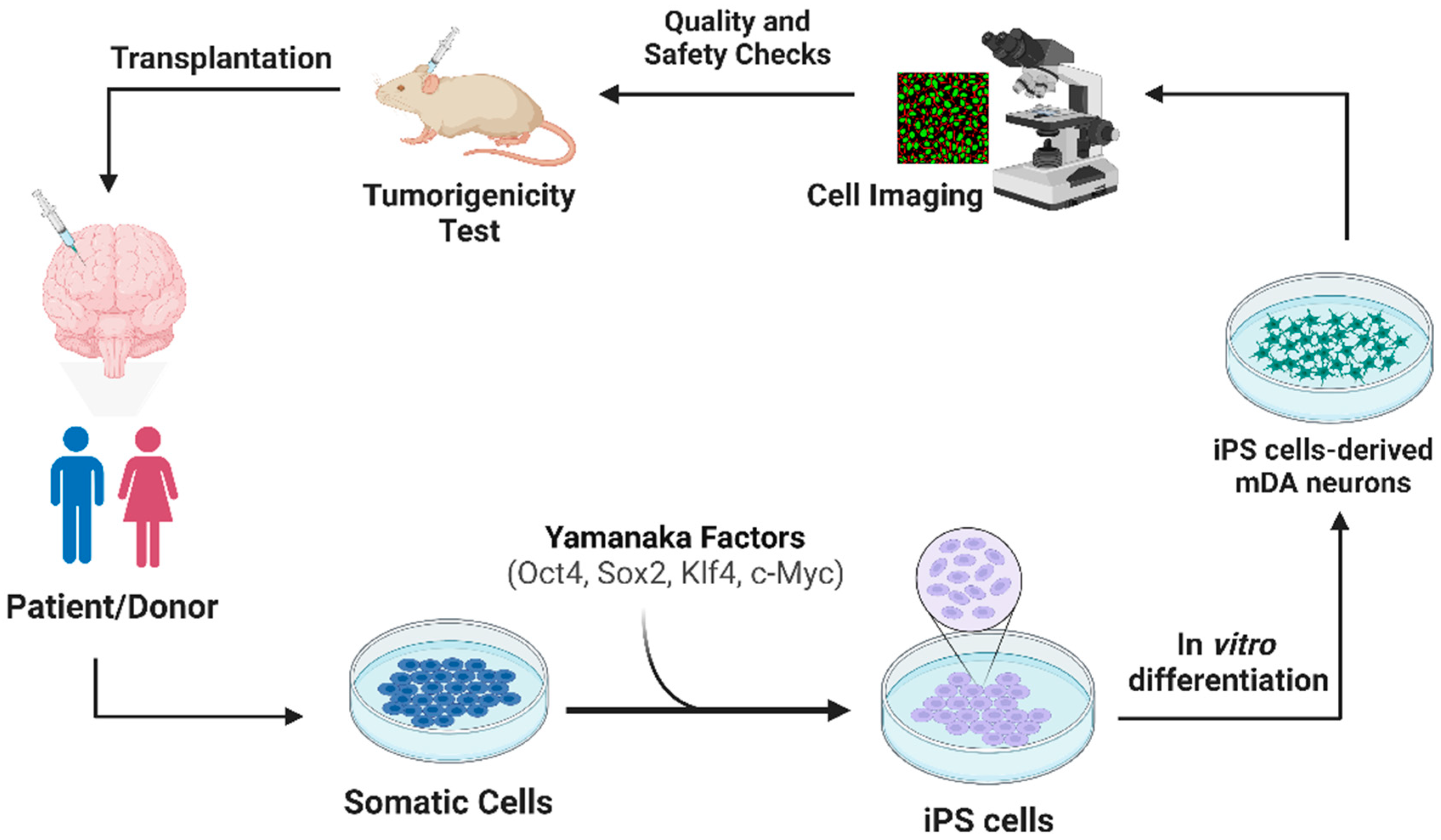 C-Stem™ technology: Scaling-up iPS-derived cell therapy