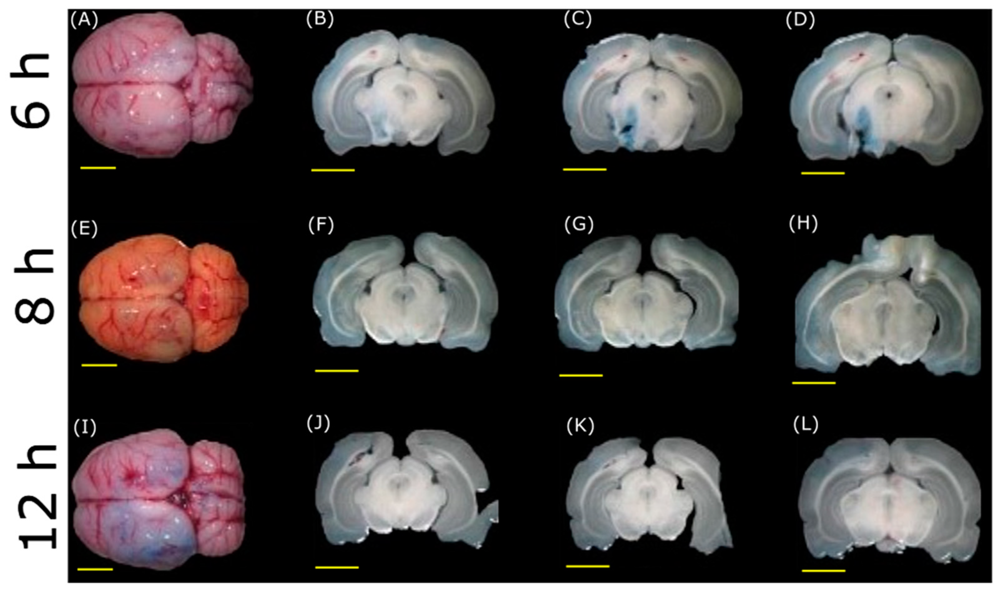Pharmaceutics 15 02733 g009