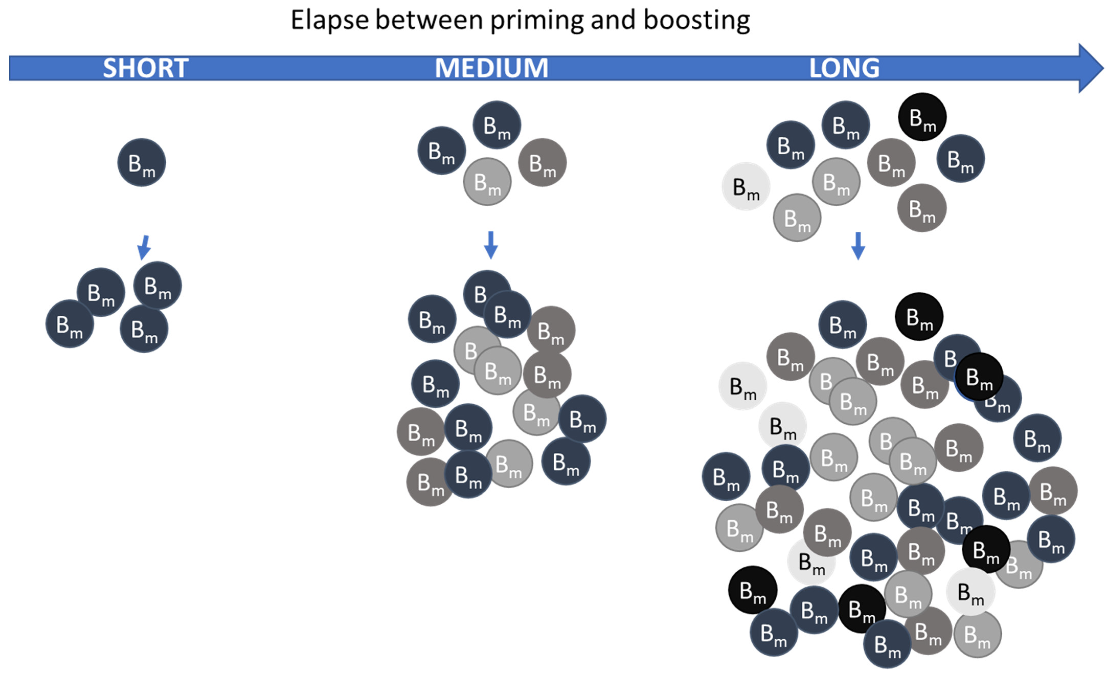 Pharmaceutics 16 00012 g001
