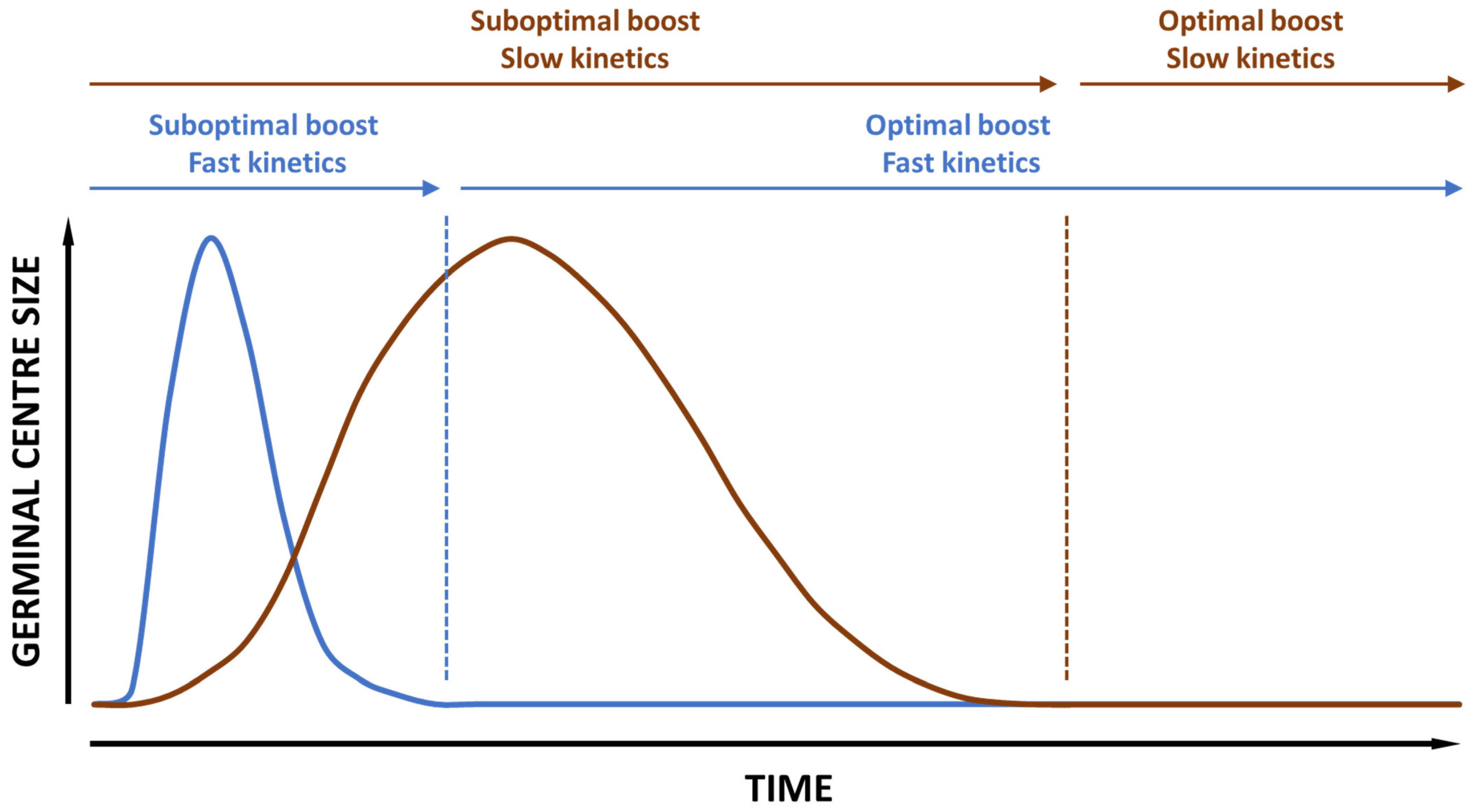 Pharmaceutics 16 00012 g002