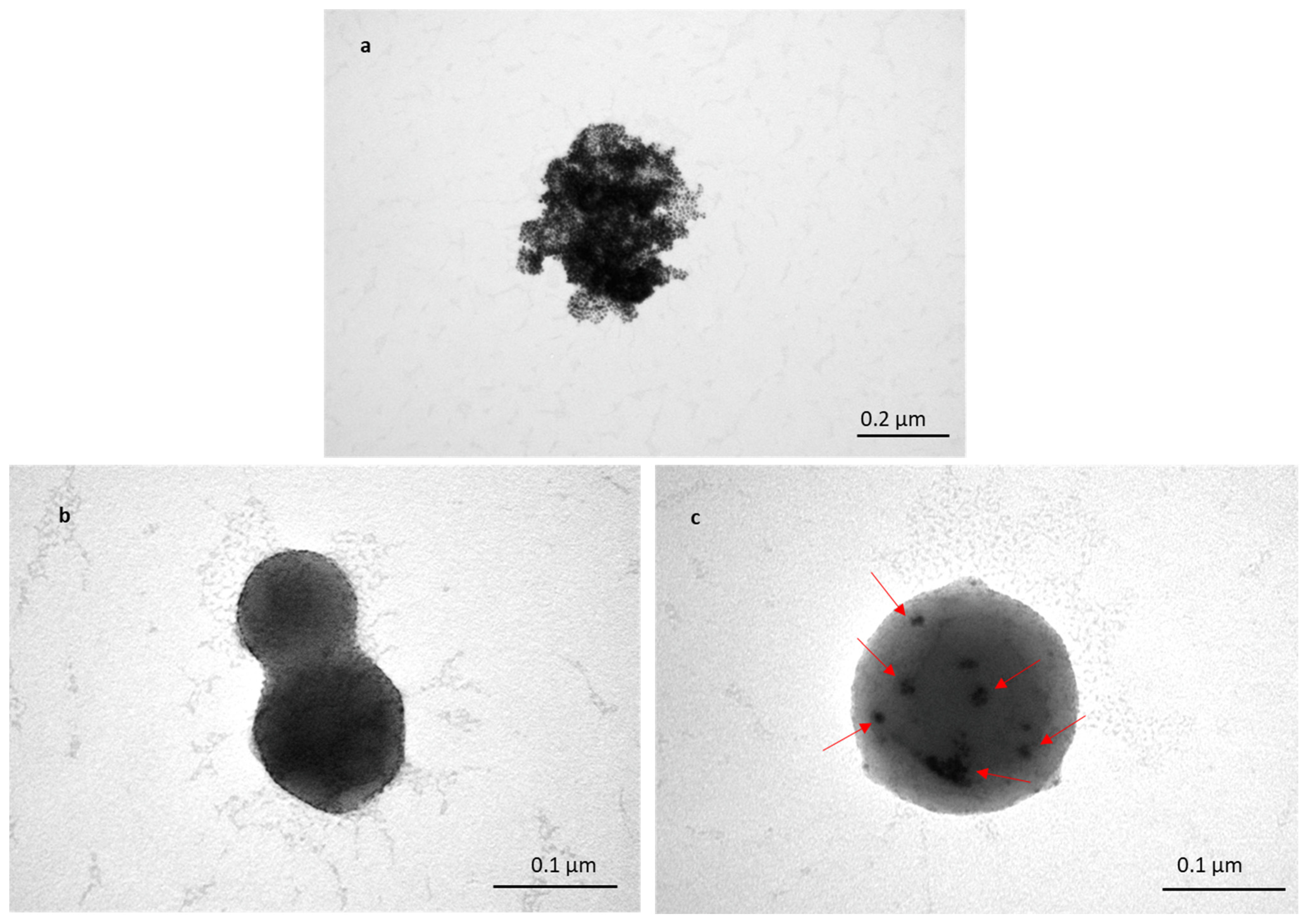Pharmaceutics 16 00057 g005 Pharmaceutics 16 00057 g005