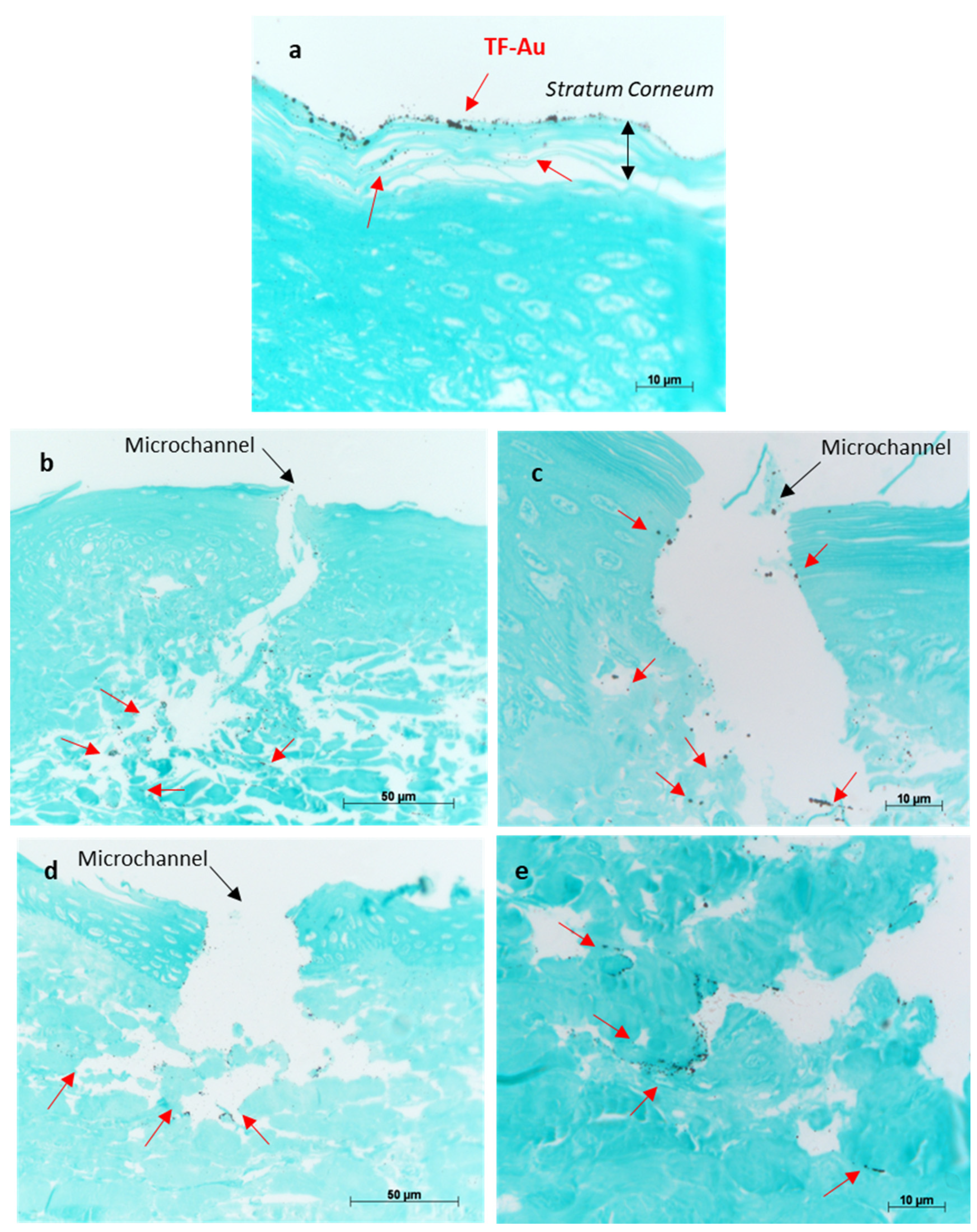 Pharmaceutics 16 00057 g011 Pharmaceutics 16 00057 g011