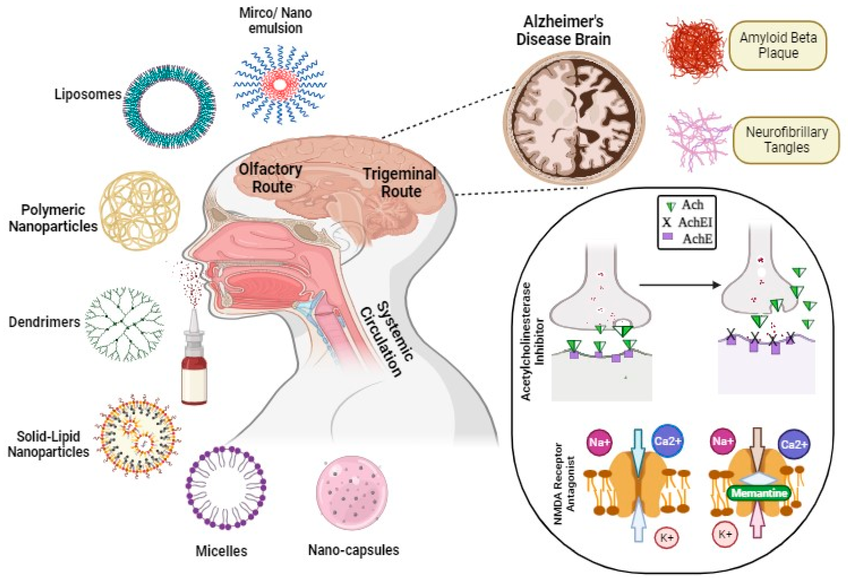 Pharmaceutics Free Full Text Intranasal Drug Delivery by