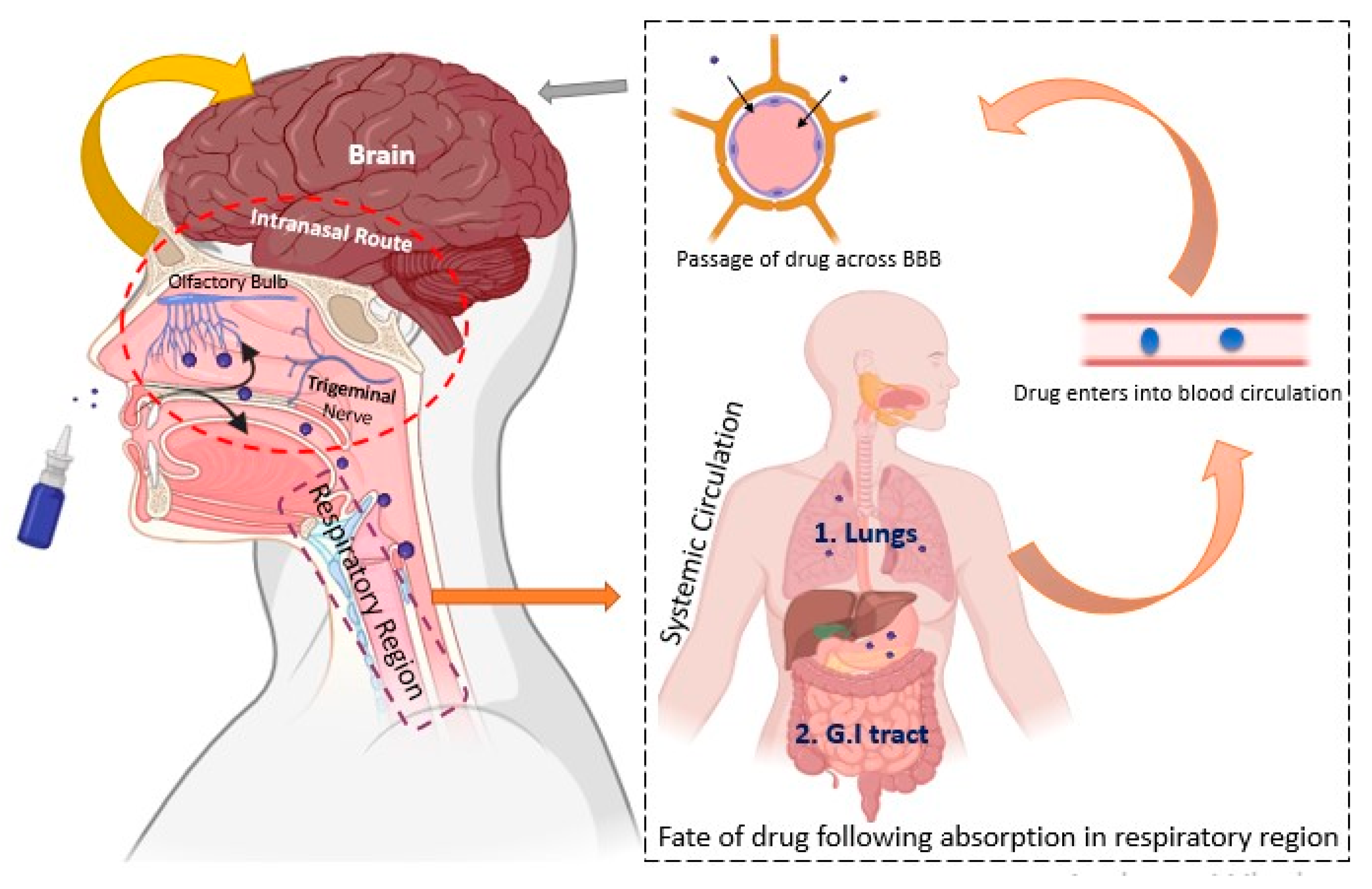 Pharmaceutics 16 00058 g002