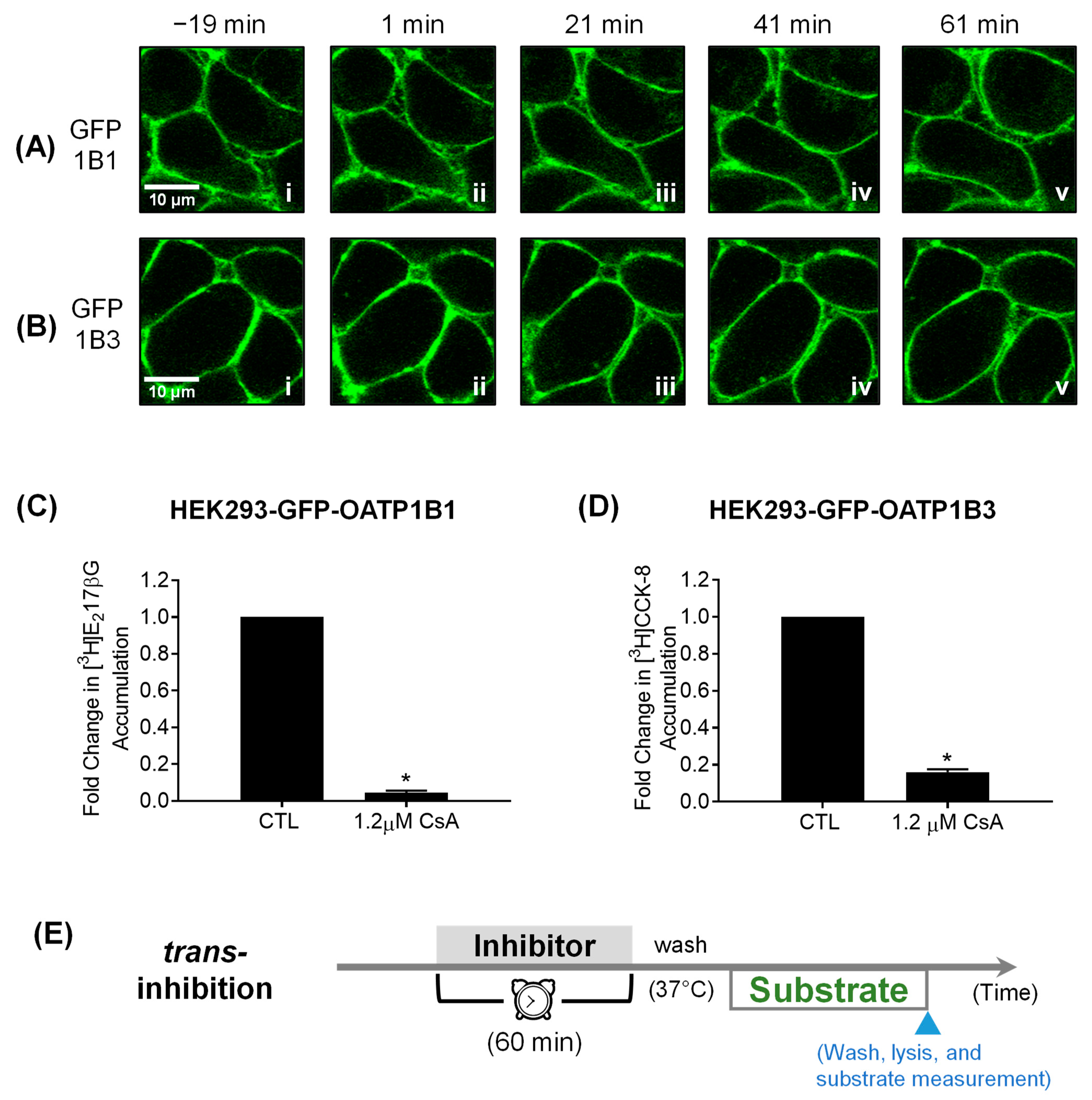 Pharmaceutics 16 00063 g004 Pharmaceutics 16 00063 g004