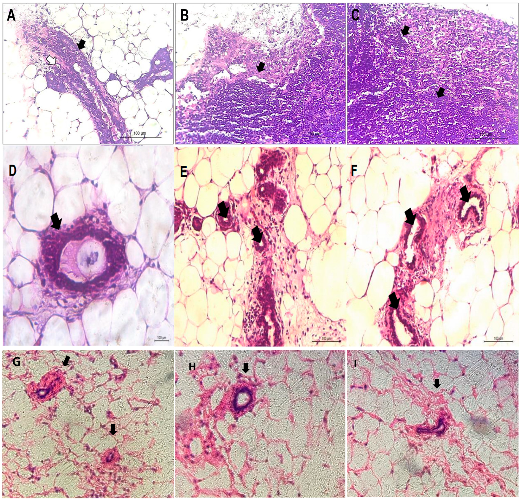 Pharmaceutics 16 00174 g003