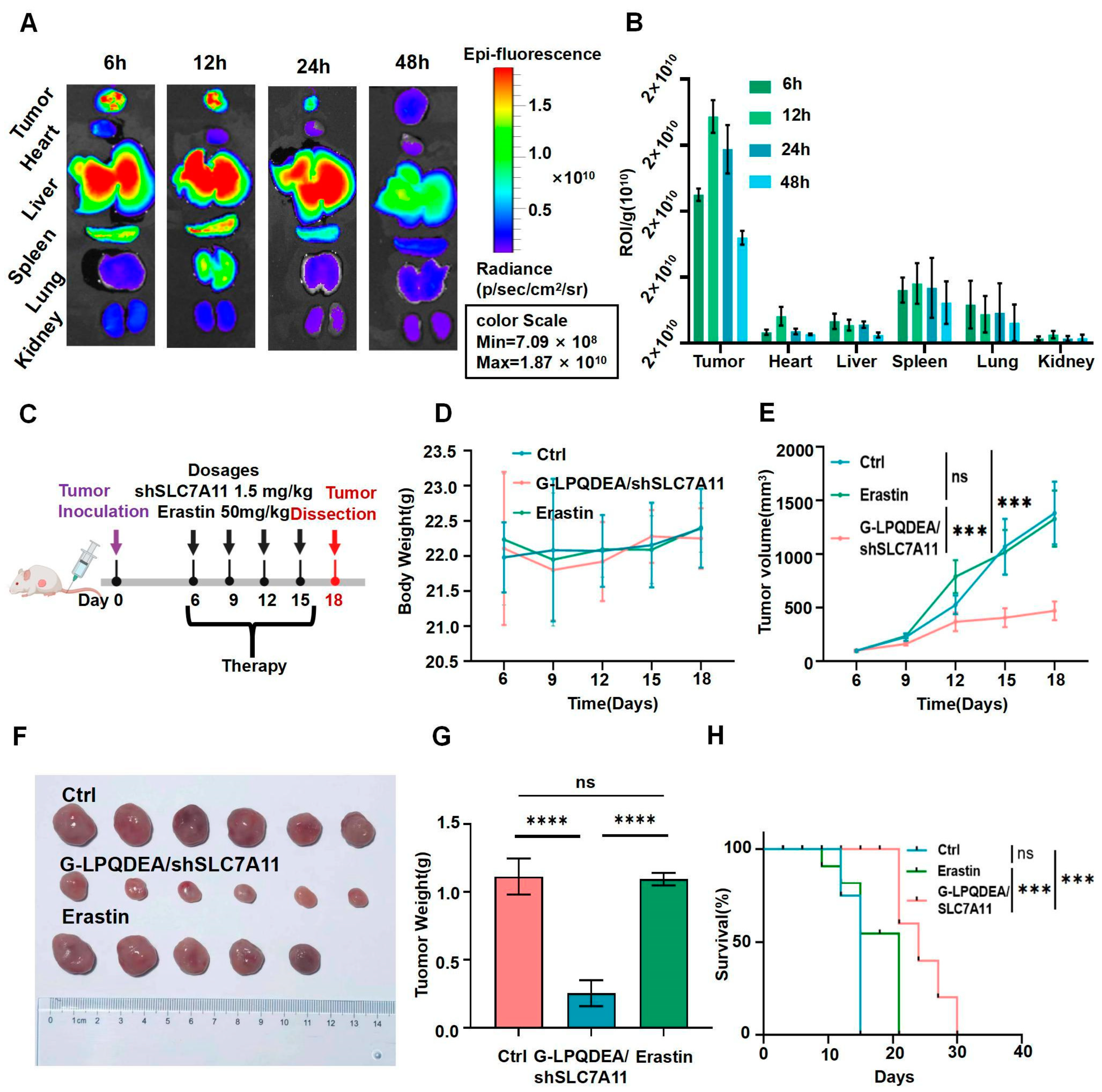 Pharmaceutics | Free Full-Text | An Esterase-Responsive SLC7A11 