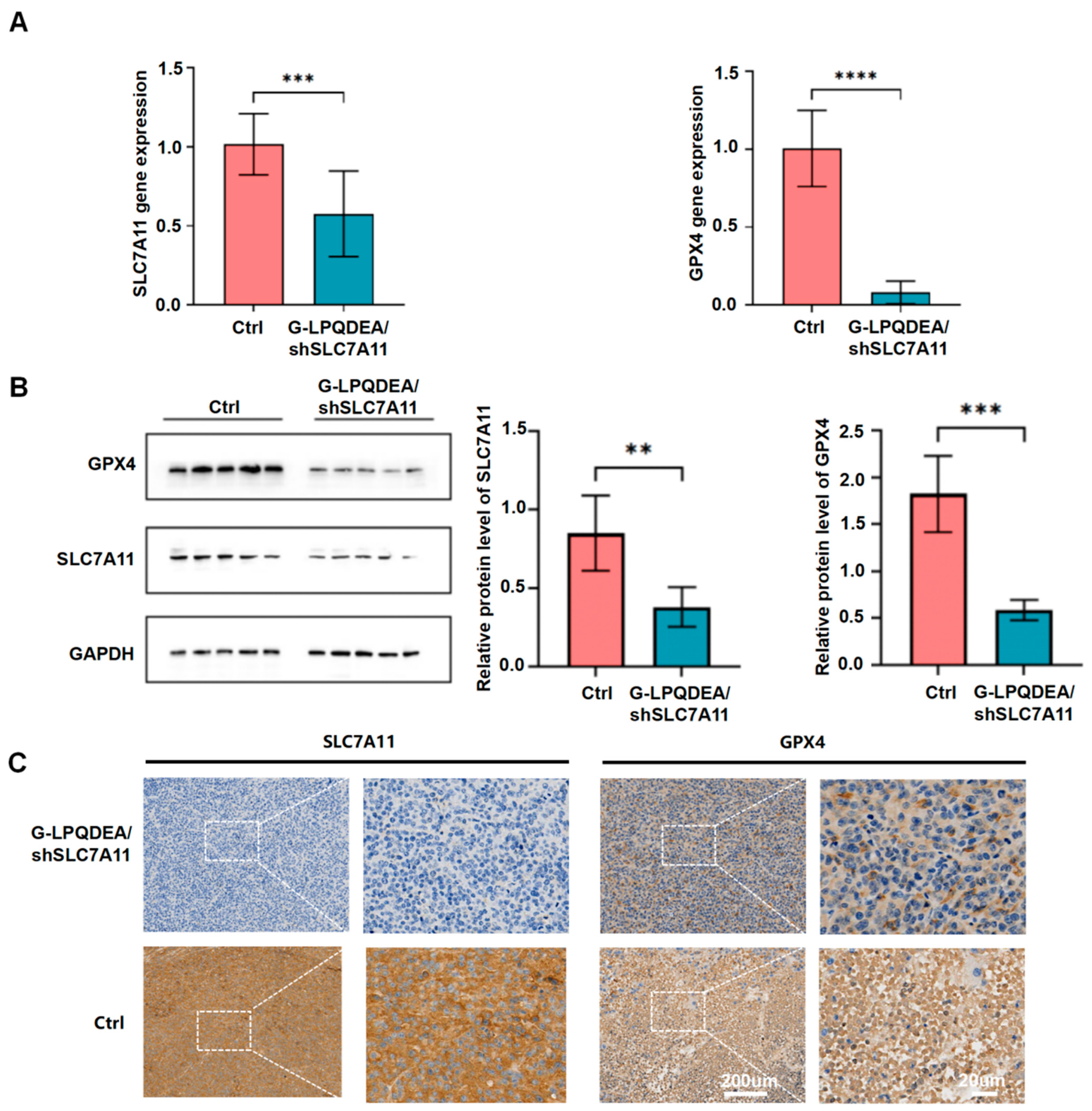 Pharmaceutics | Free Full-Text | An Esterase-Responsive SLC7A11 