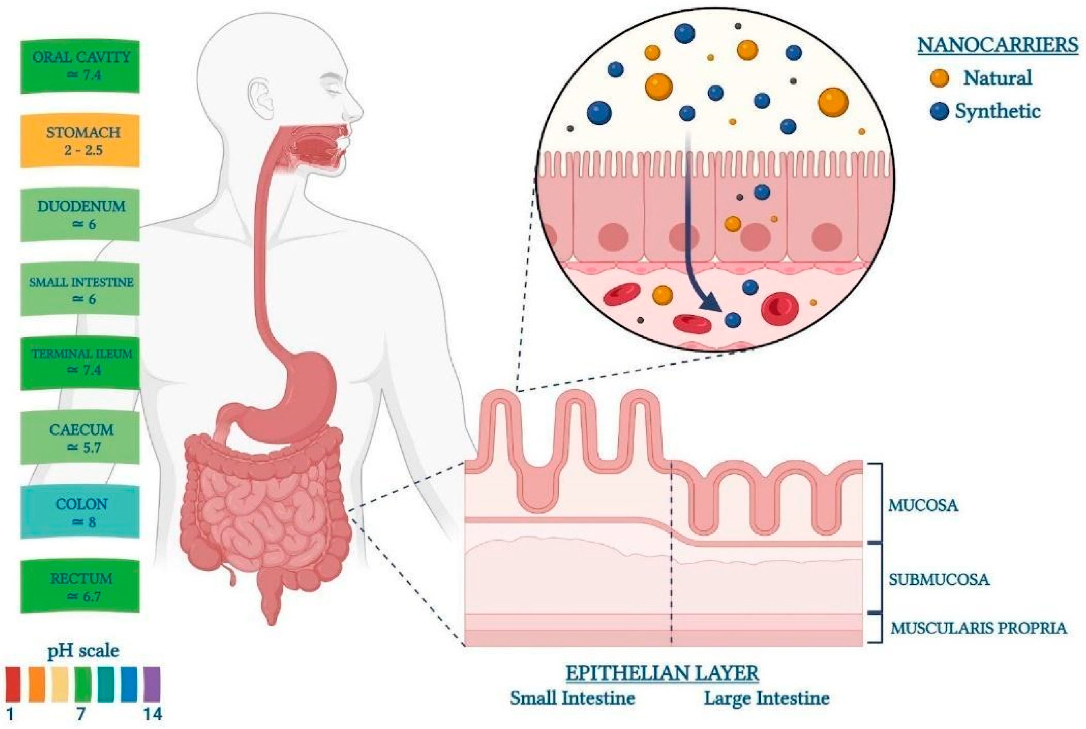 Pharmaceutics | Free Full-Text | Targeting the Gut: A Systematic 