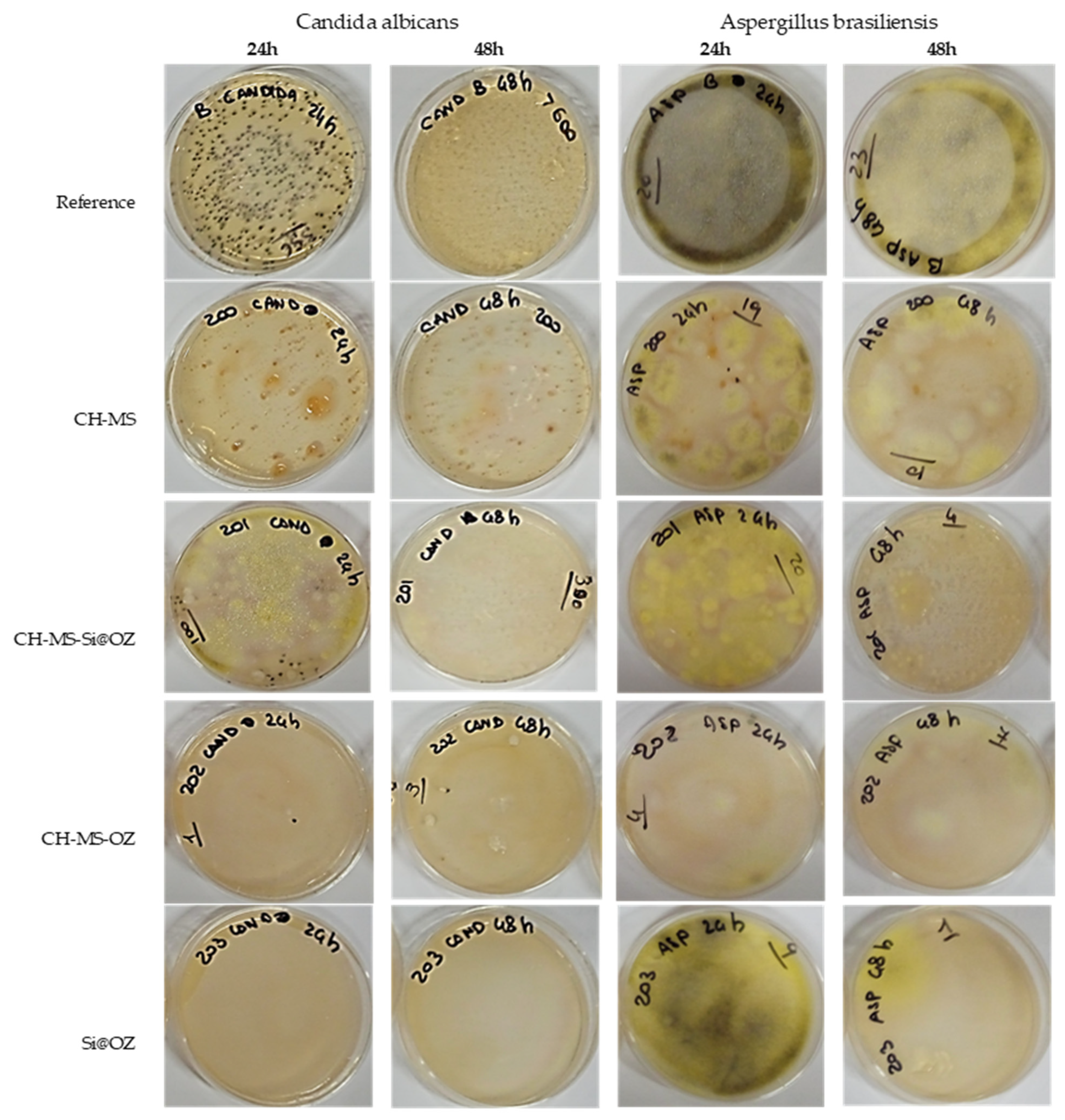 Pharmaceutics 16 00502 g010