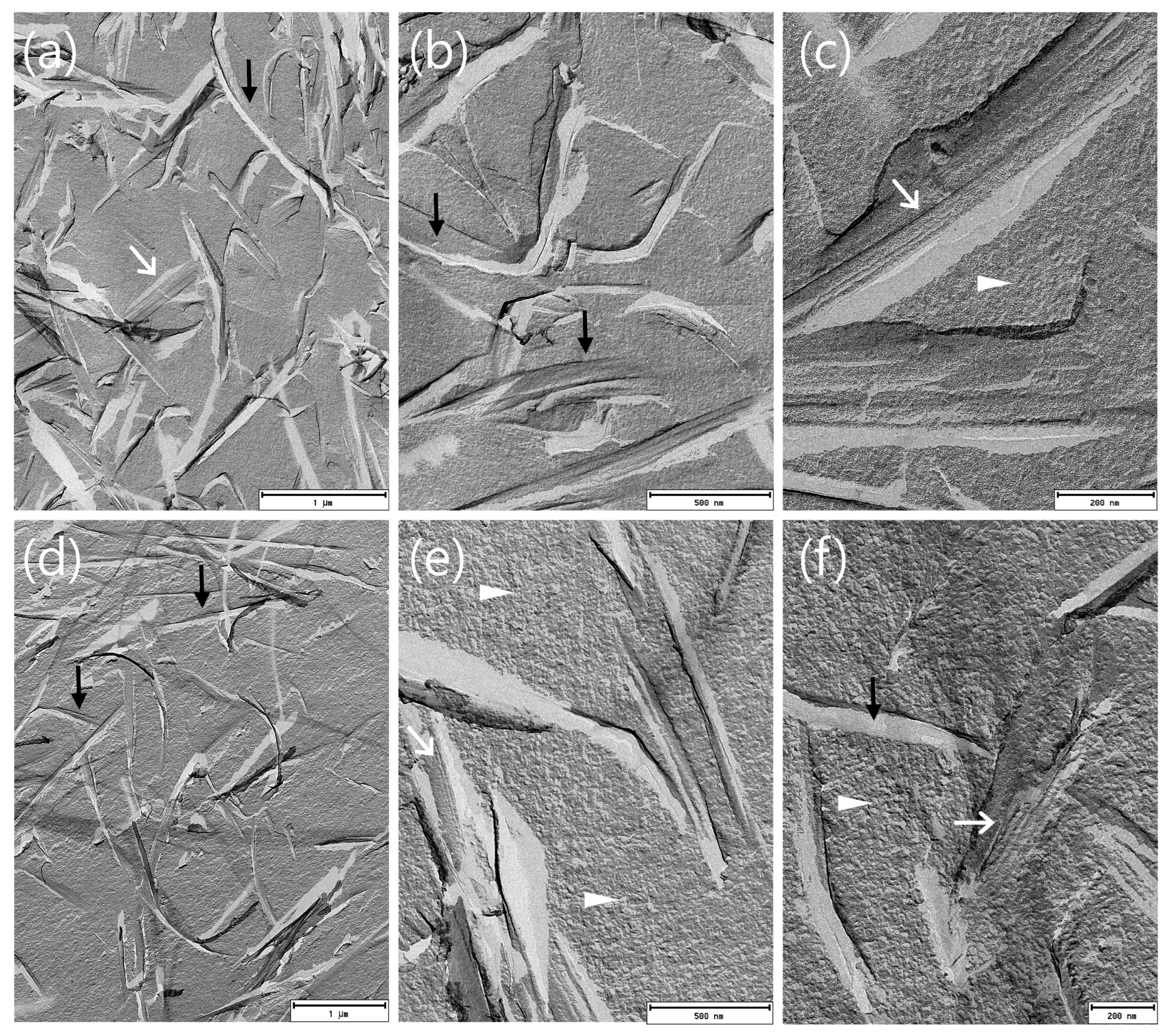 Pharmaceutics 16 00504 g008