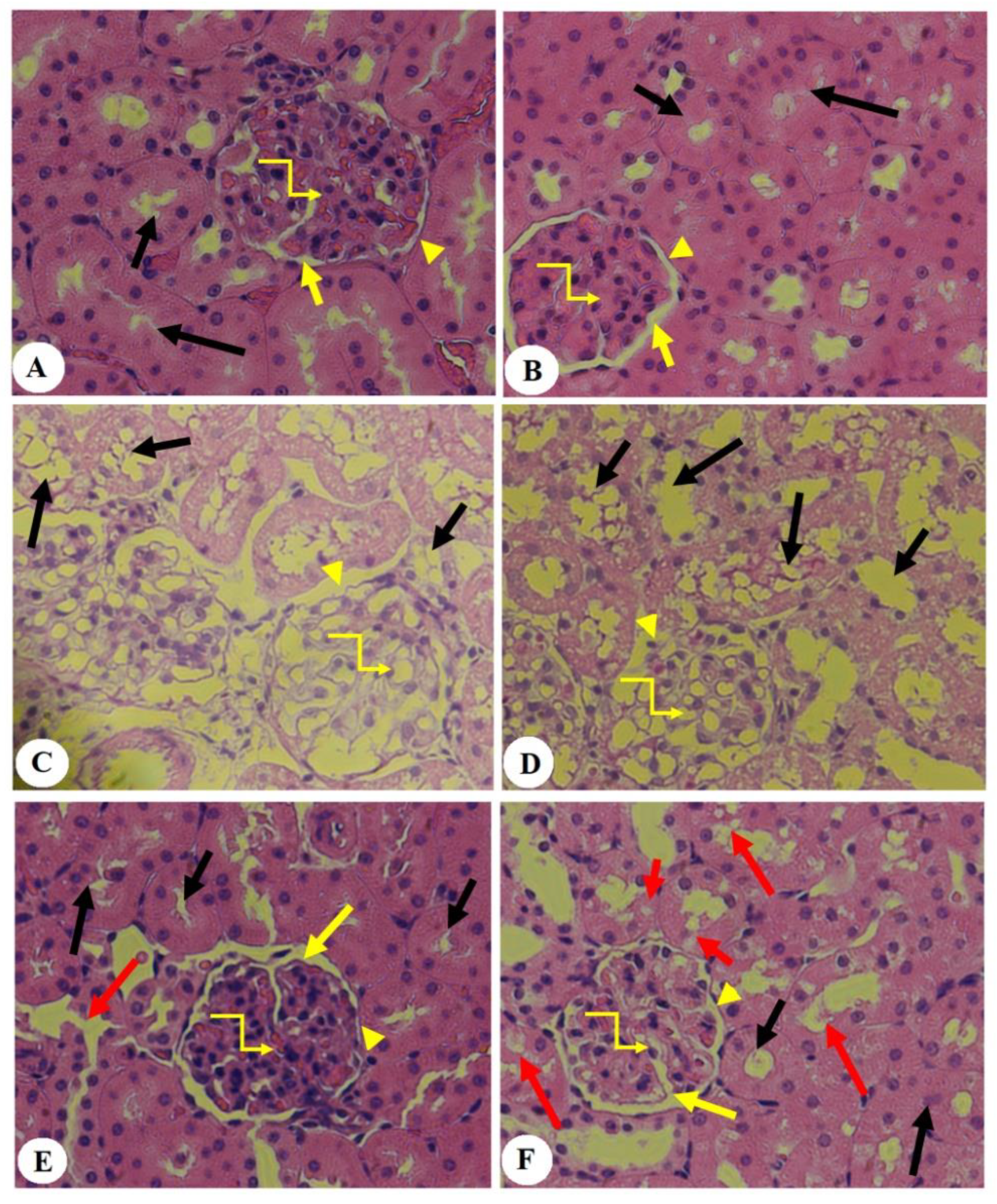 Pharmaceutics 16 00505 g003