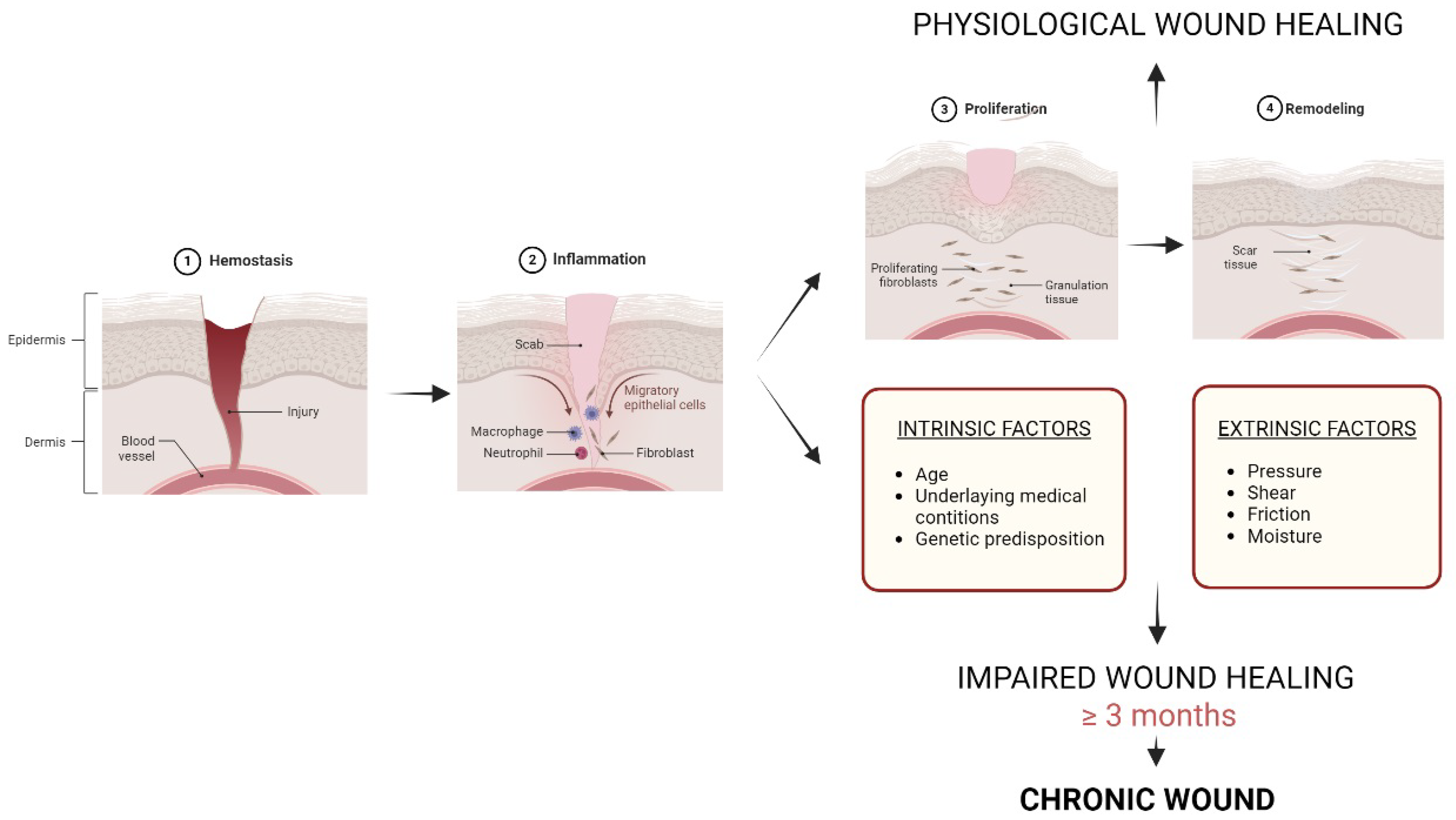 Pharmaceutics 16 00524 g001