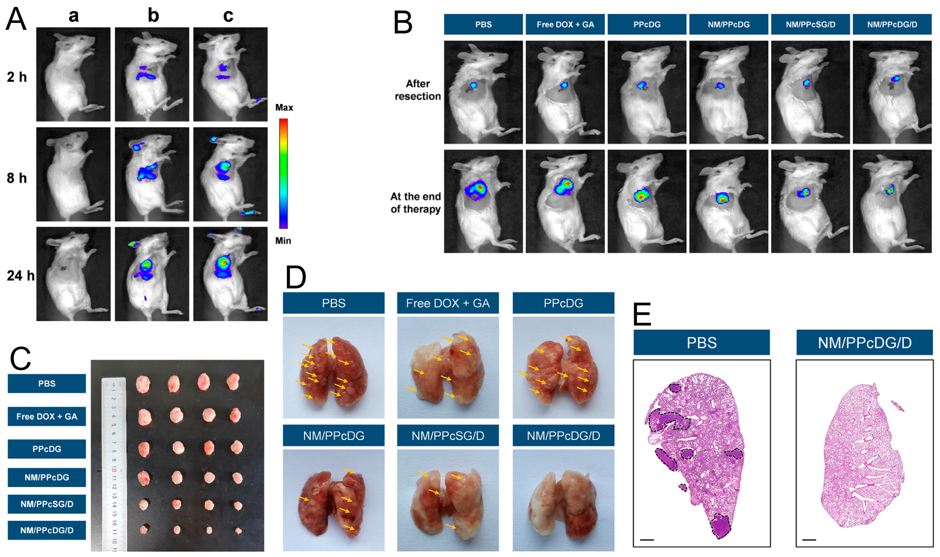 Pharmaceutics 16 00531 g005