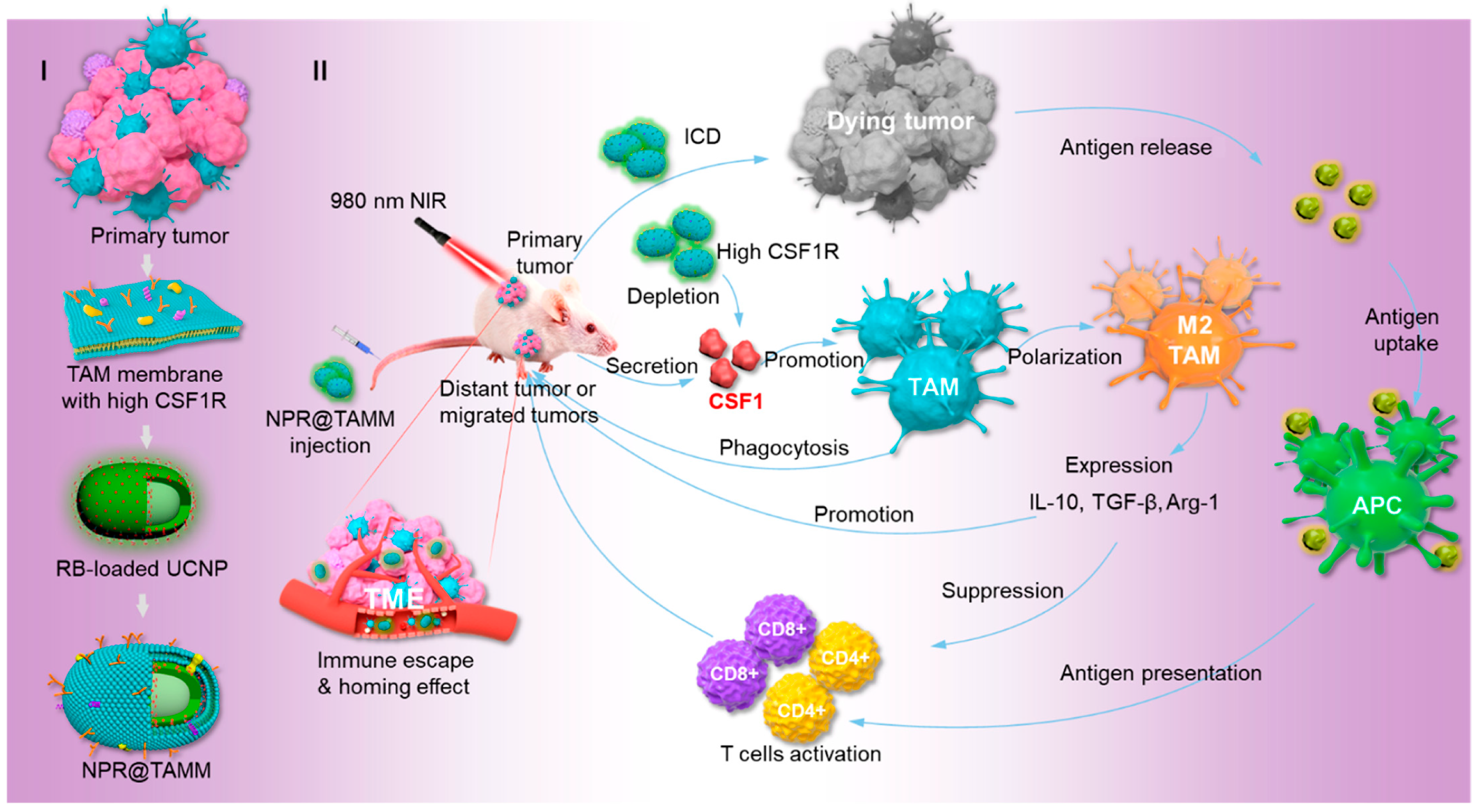 Pharmaceutics 16 00531 g007