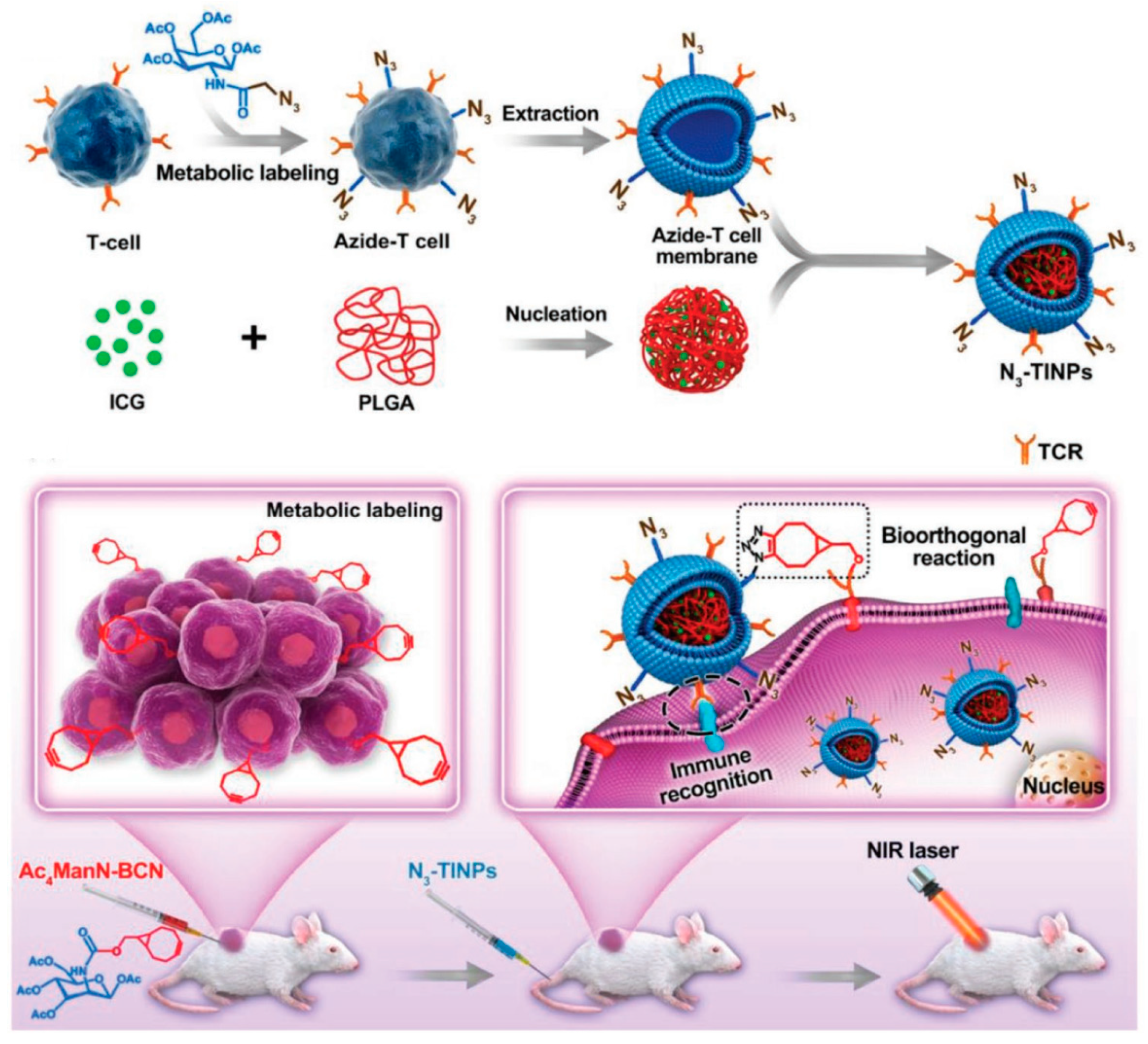 Pharmaceutics 16 00531 g008