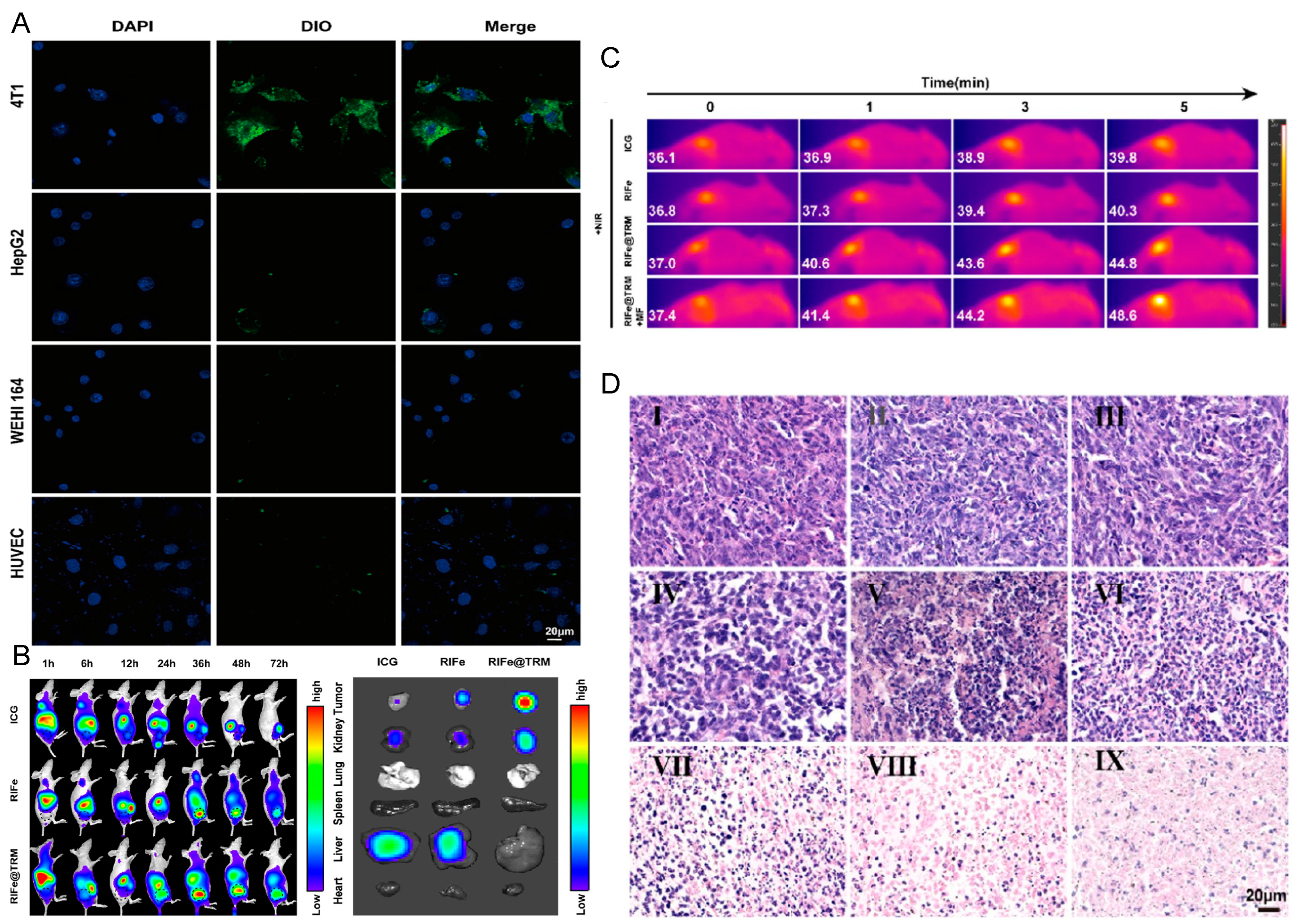 Pharmaceutics 16 00531 g015
