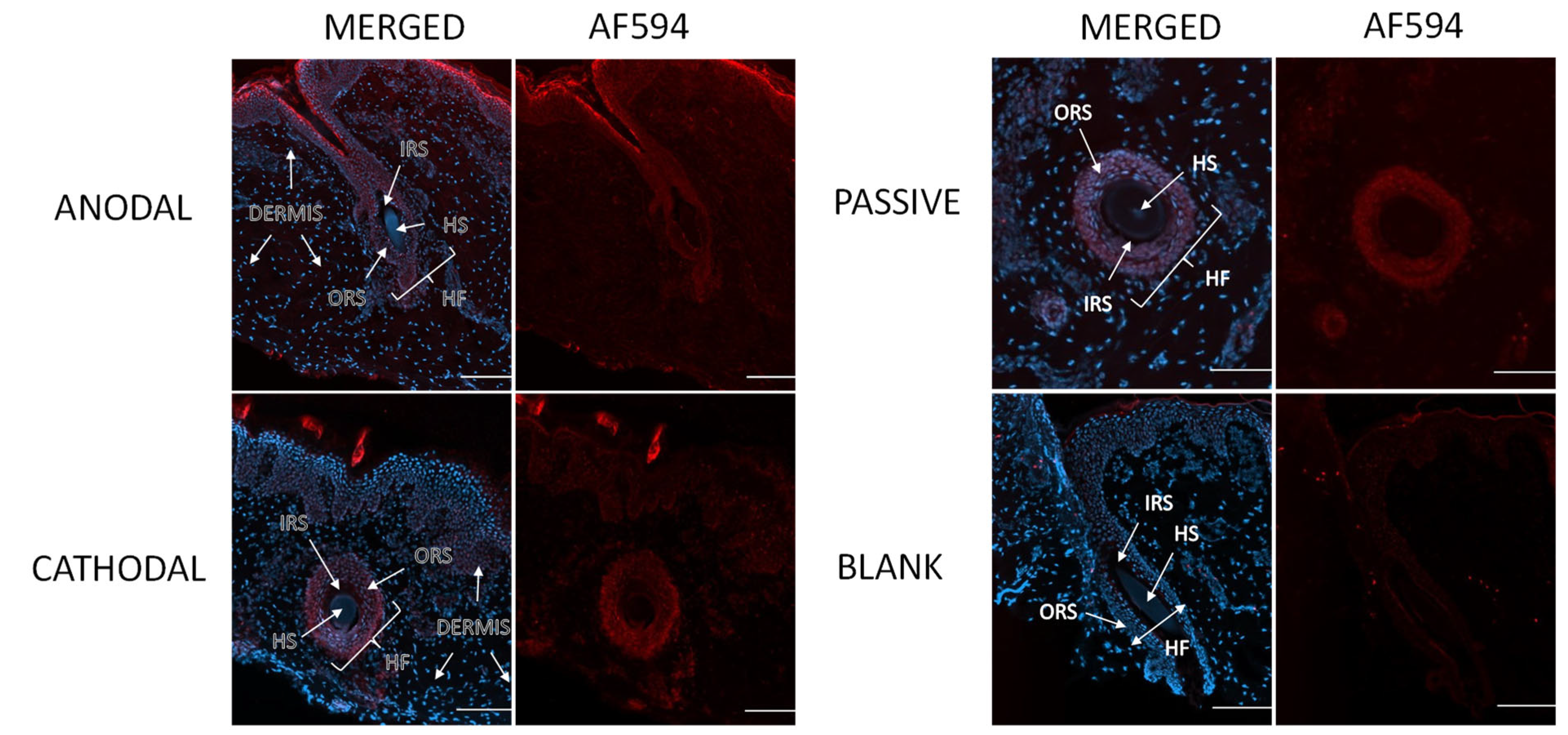 Pharmaceutics 16 00539 g011