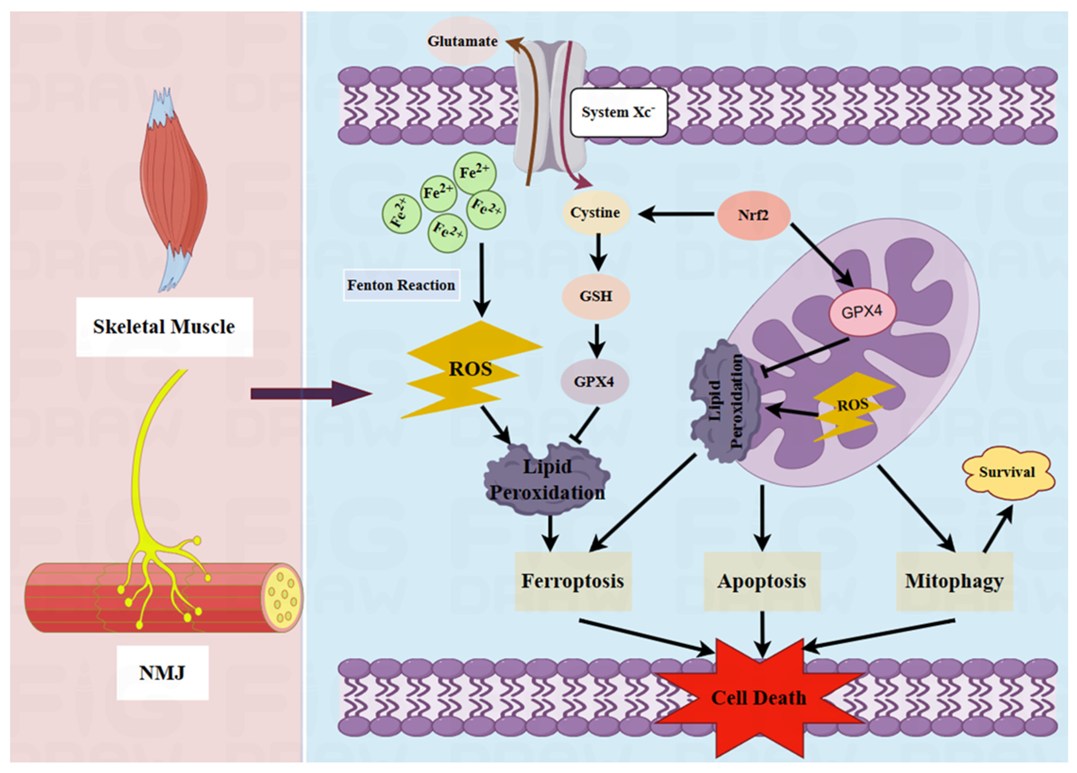 Pharmaceutics 16 00651 g002