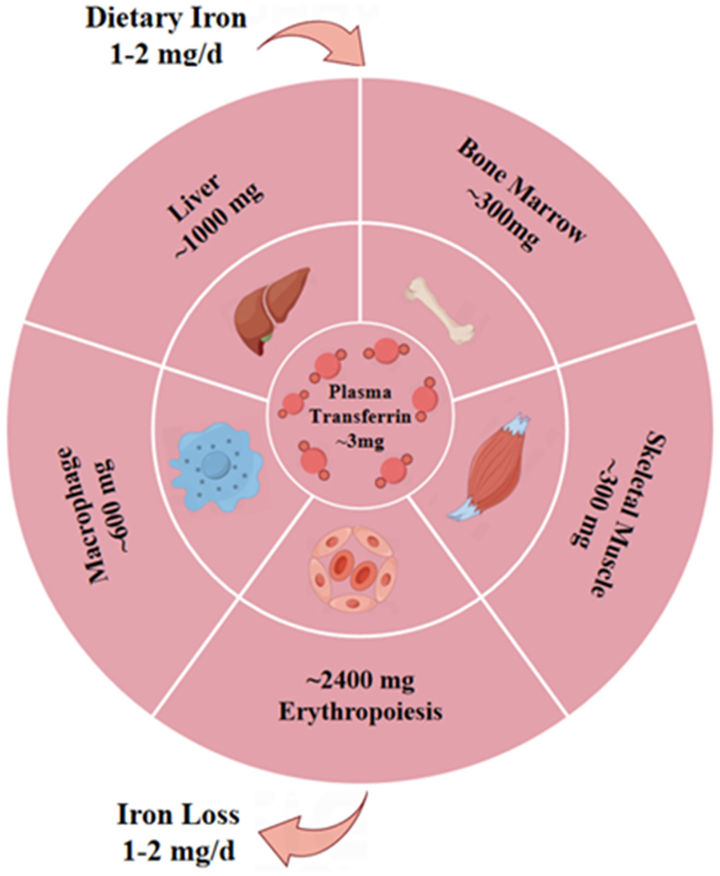 Pharmaceutics 16 00651 g003