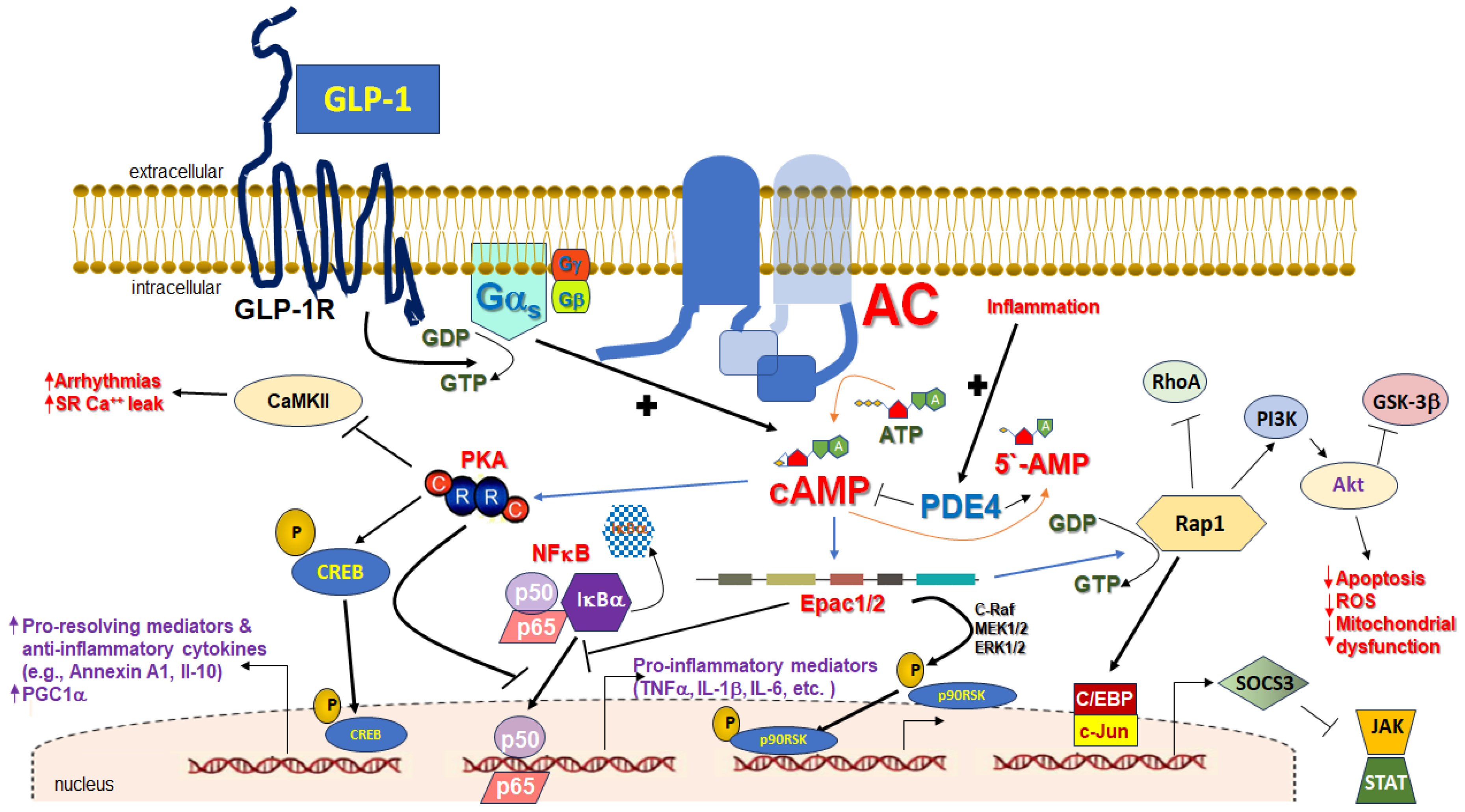 Pharmaceutics 16 00693 g002 Pharmaceutics 16 00693 g002
