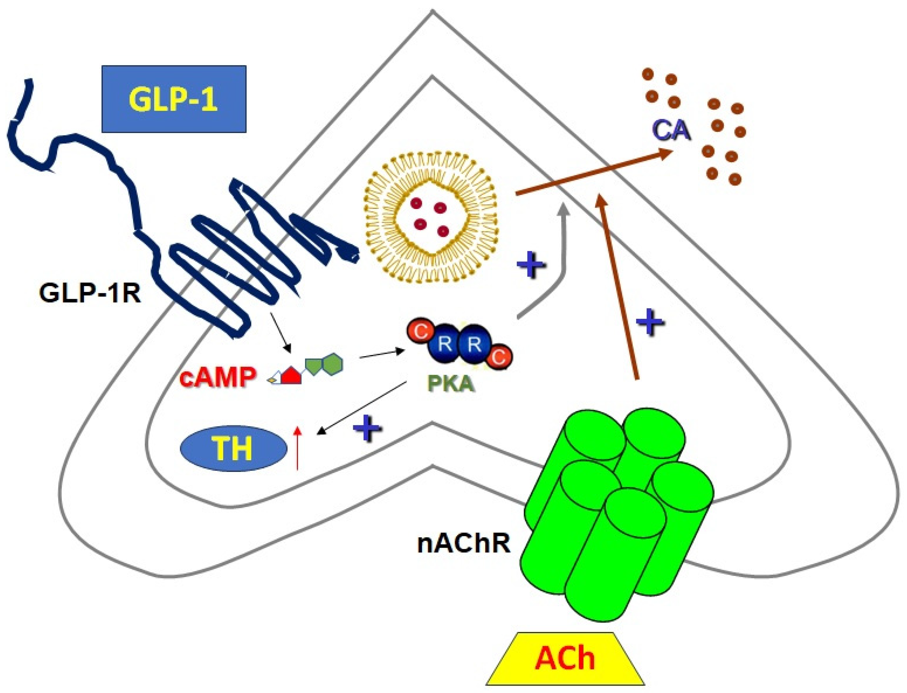 Pharmaceutics 16 00693 g003 Pharmaceutics 16 00693 g003