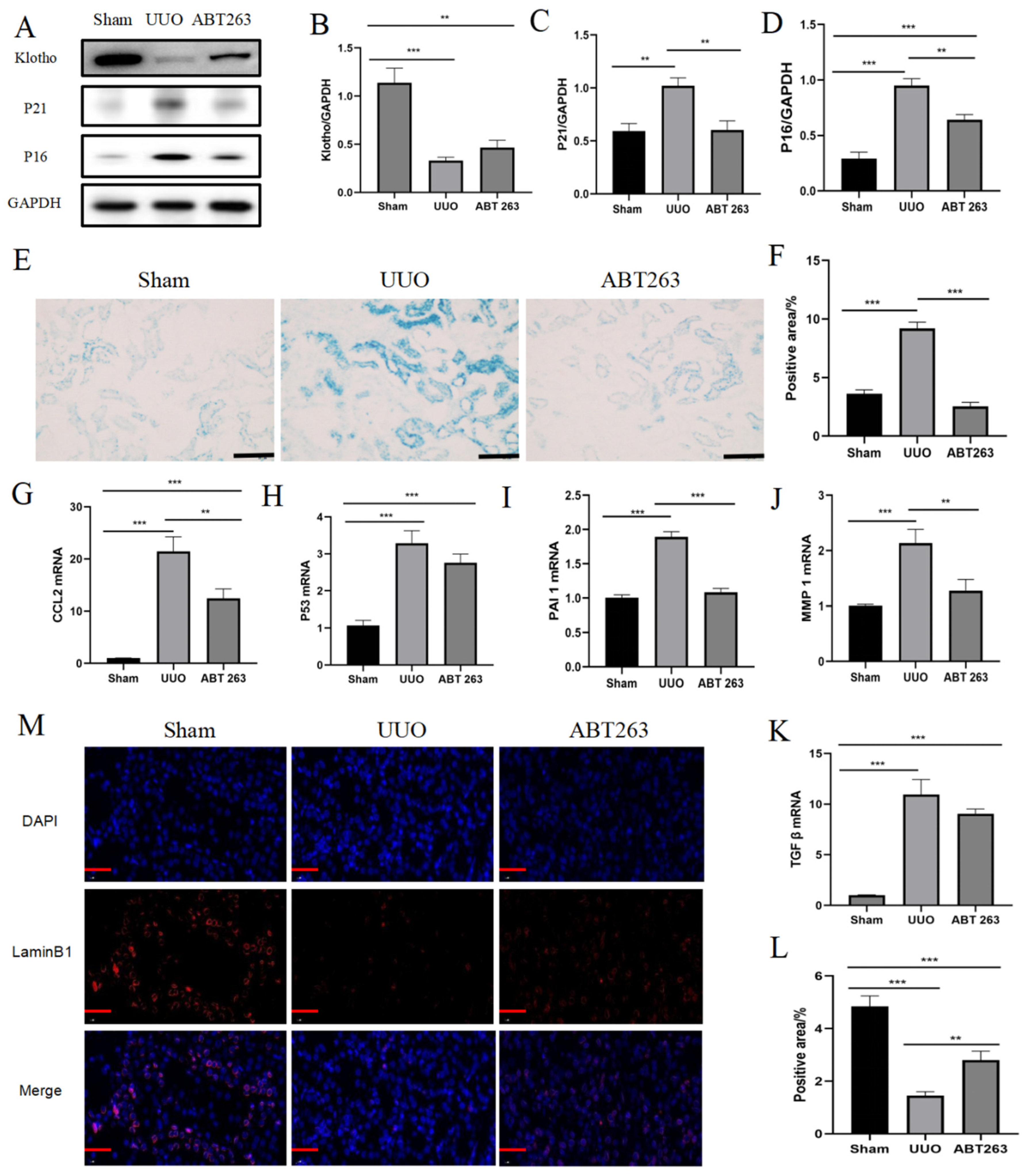 Pharmaceutics 16 00695 g005