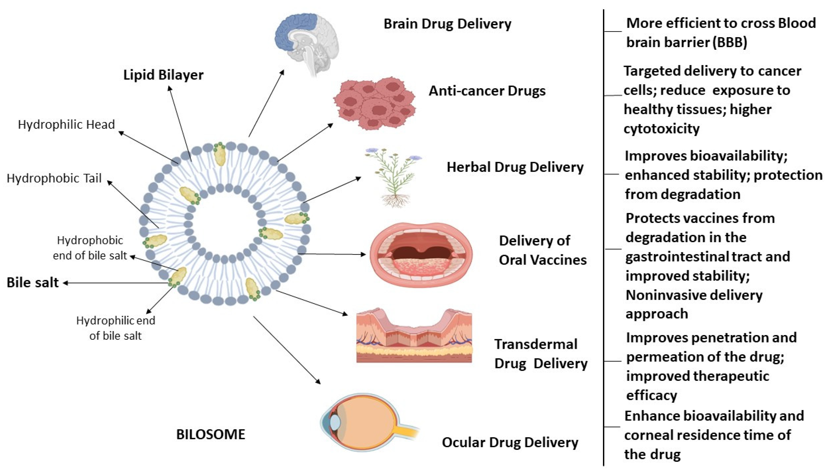 Pharmaceutics 16 00697 g001