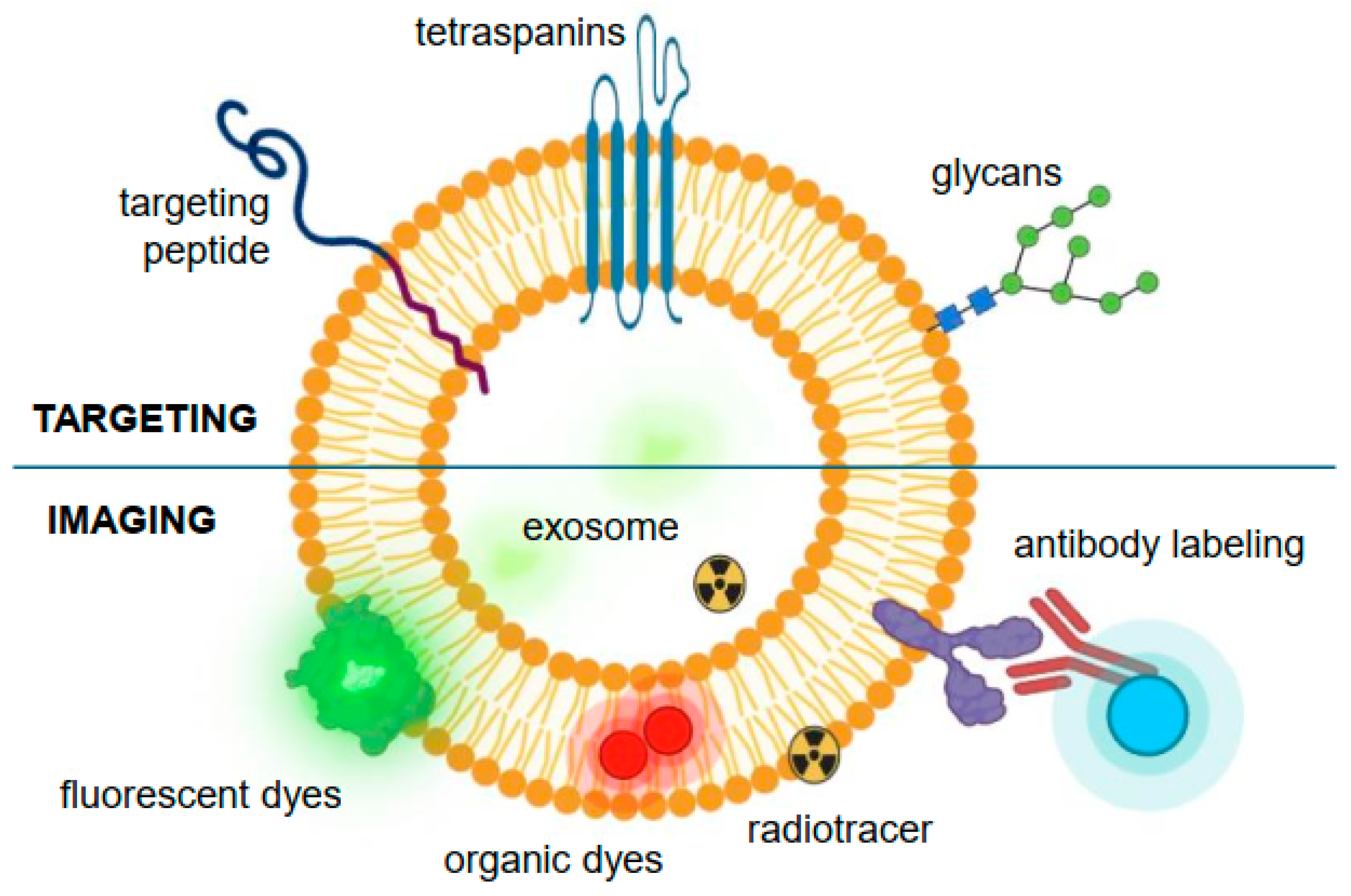 Pharmaceutics 16 00709 g004
