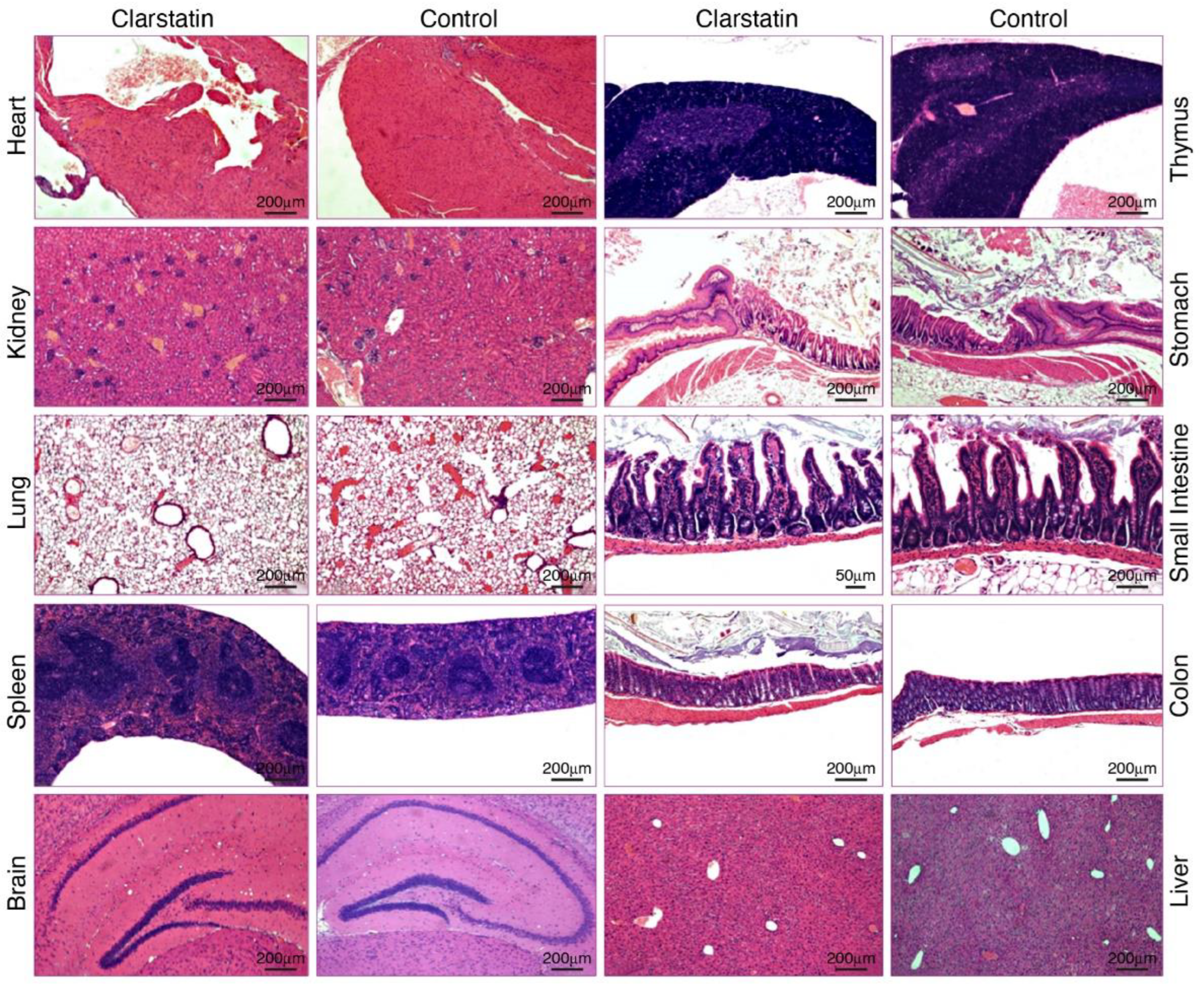 Pharmaceutics 16 00723 g006