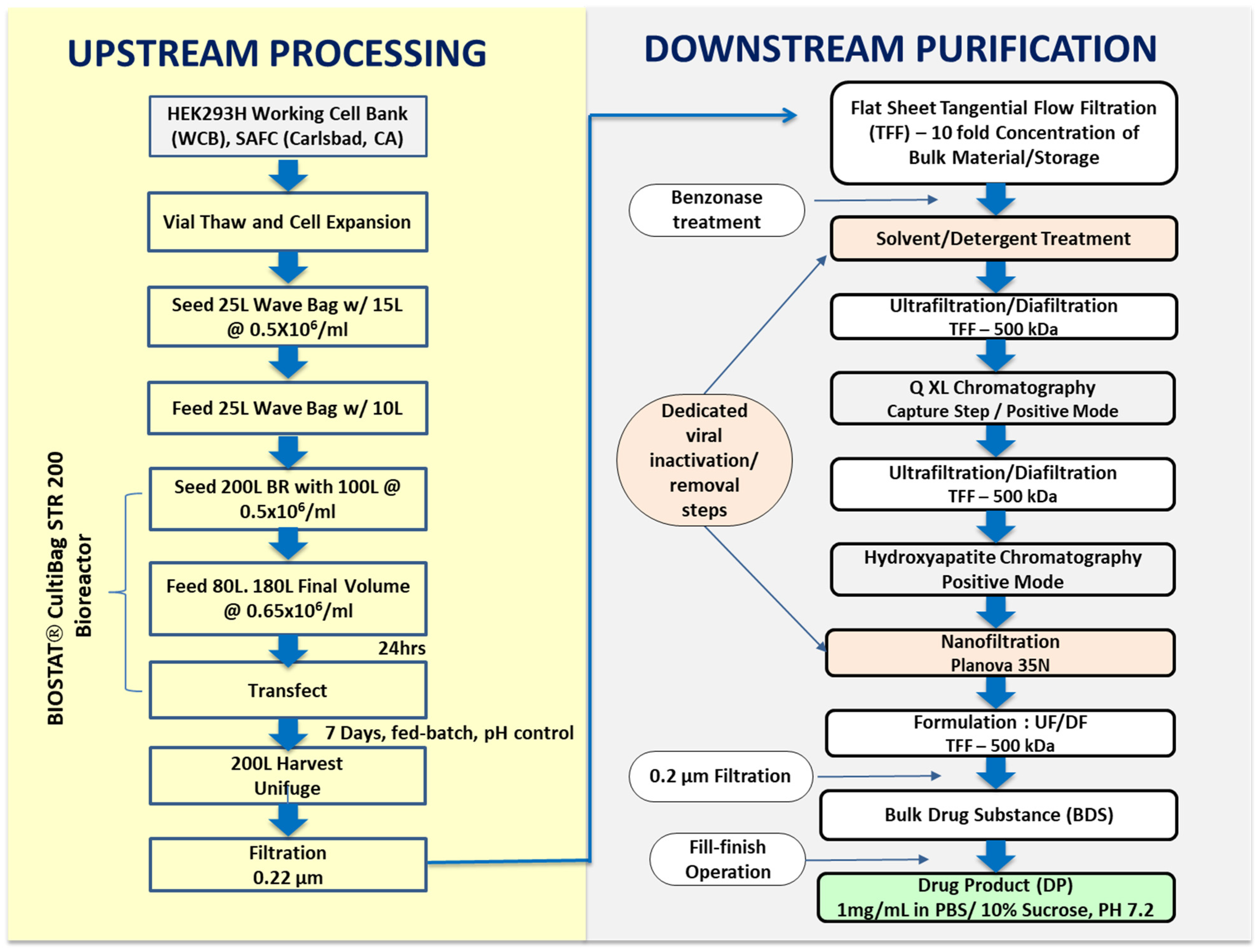 Pharmaceutics 16 00742 g001
