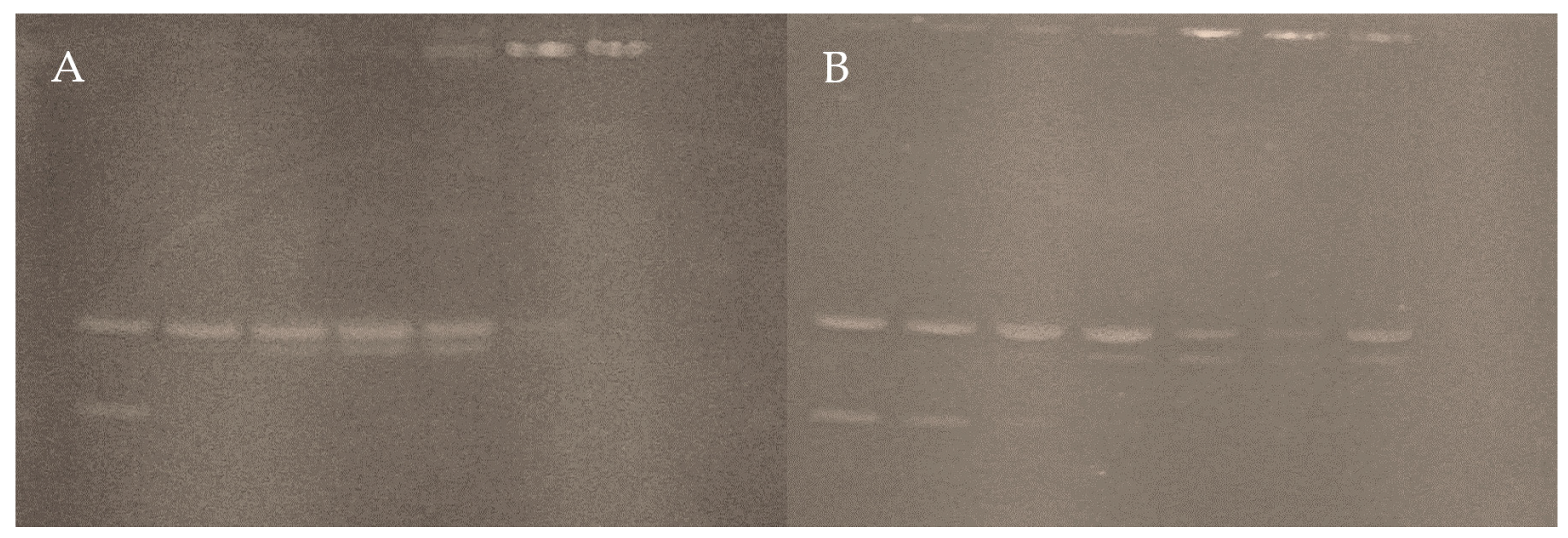 Pharmaceutics 16 00747 g012