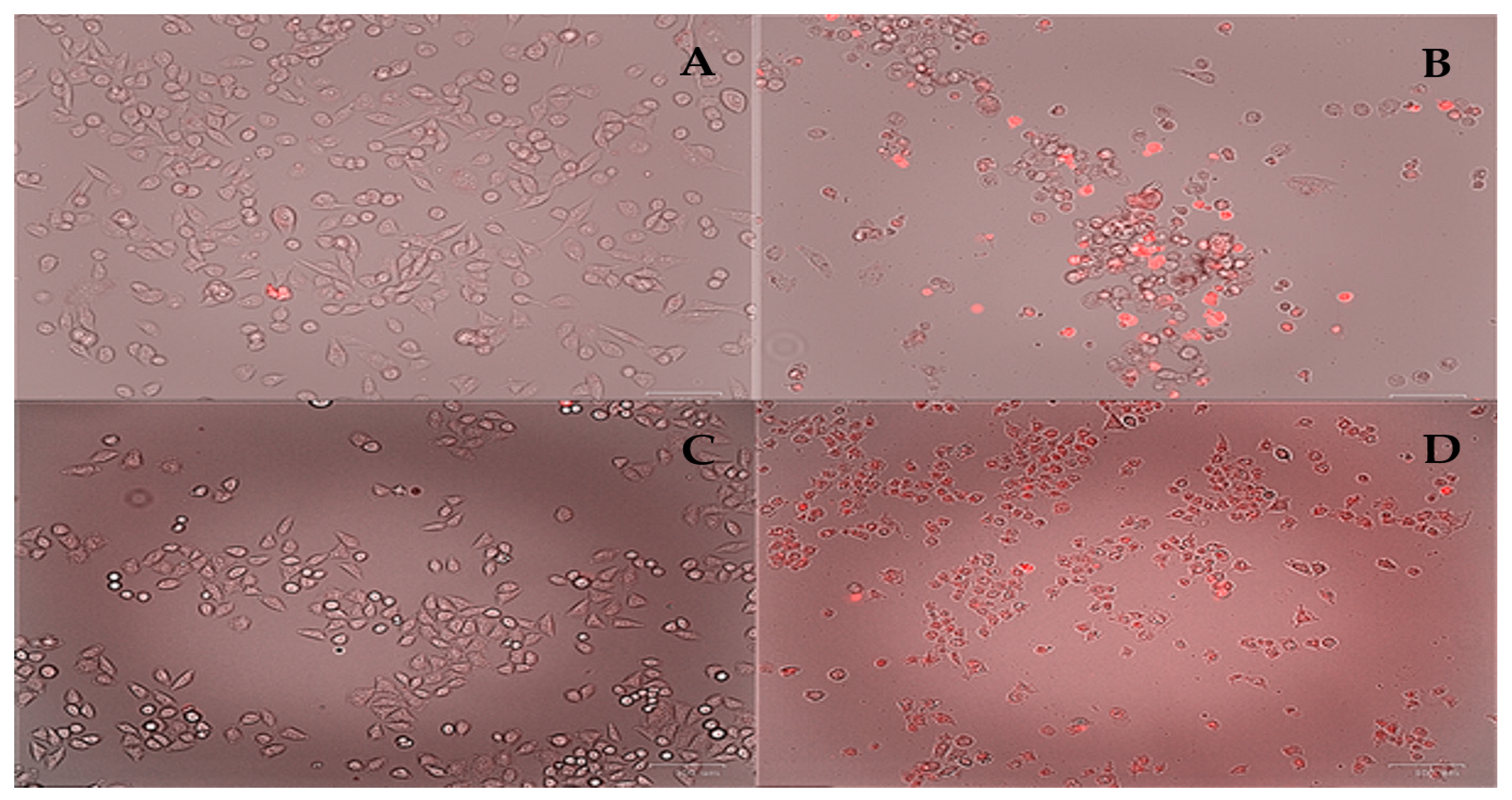Pharmaceutics 16 00747 g013